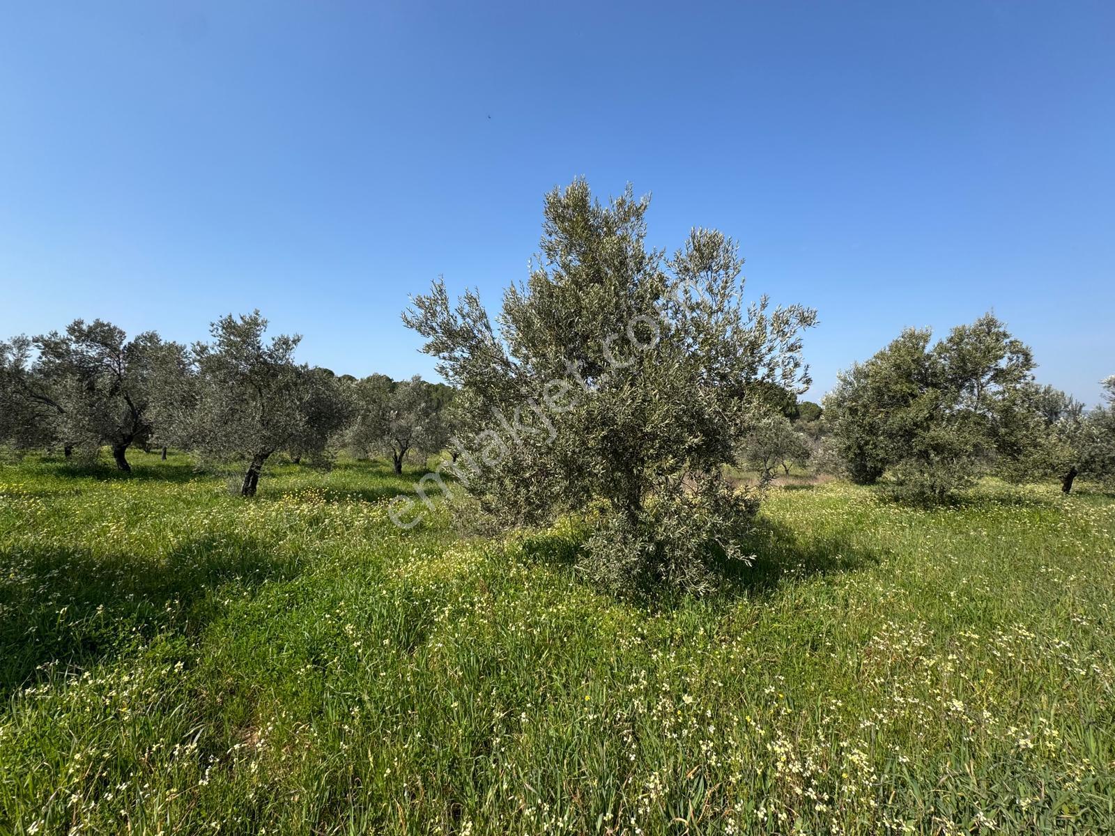 Burhaniye Yabancılar Köyünde Satılık 8.080 M2 Zeytinlik - Görsel 4