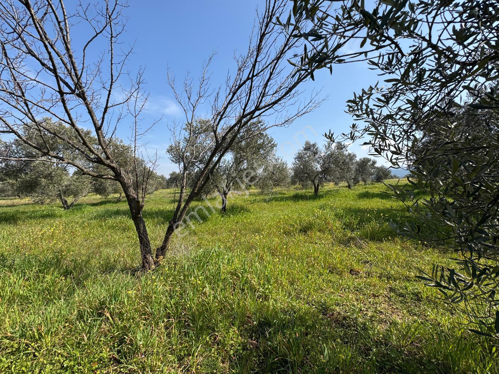 Burhaniye Yabancılar Köyünde Satılık 8.080 M2 Zeytinlik - Görsel 15