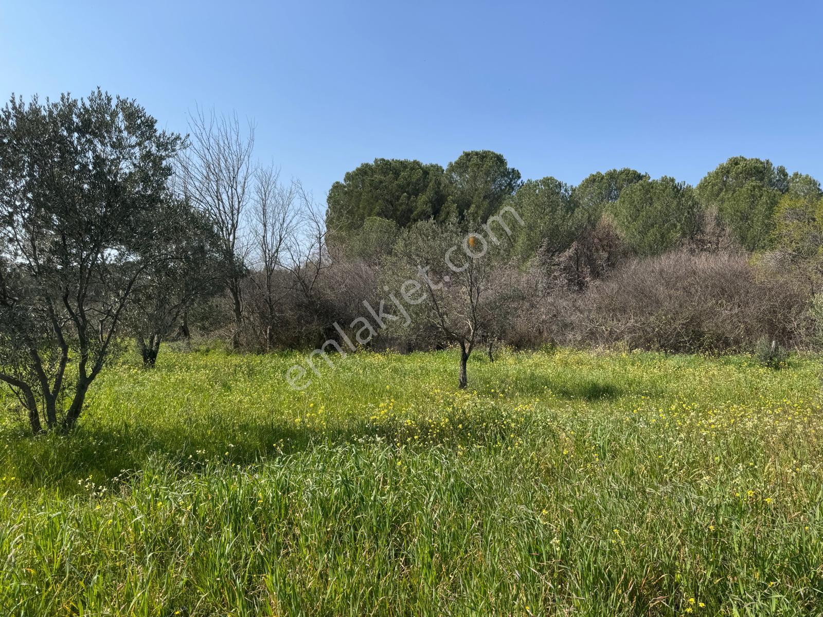 Burhaniye Yabancılar Köyünde Satılık 8.080 M2 Zeytinlik - Görsel 14