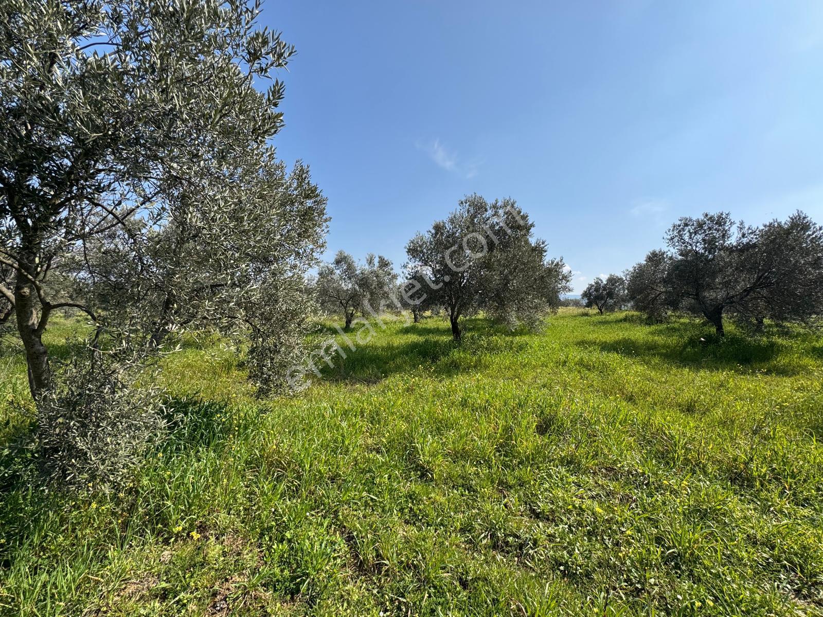 Burhaniye Yabancılar Köyünde Satılık 8.080 M2 Zeytinlik