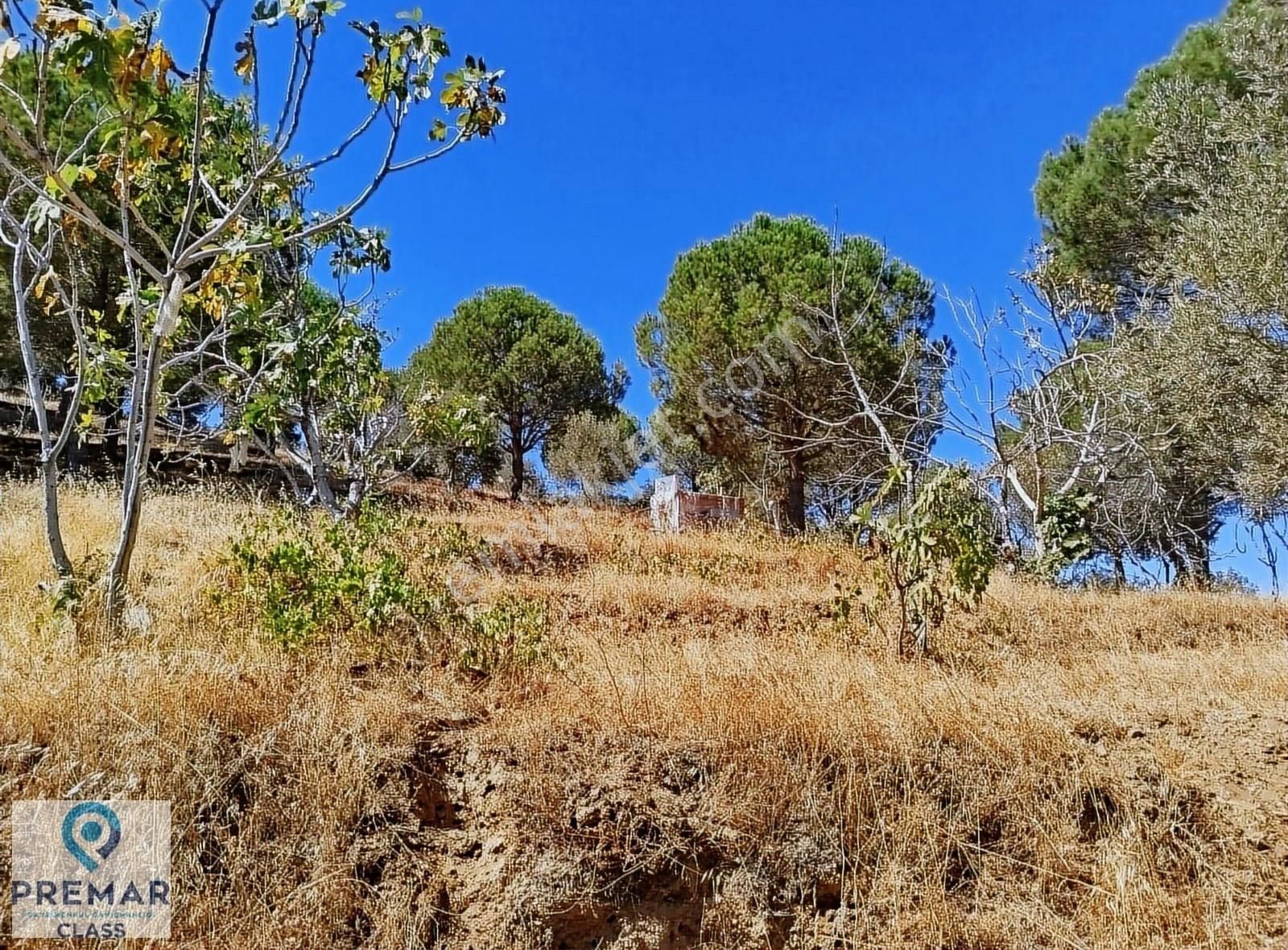 Koçarlı Çulhalar Da Anayola Sıfır Satılık İncir Bahçesi