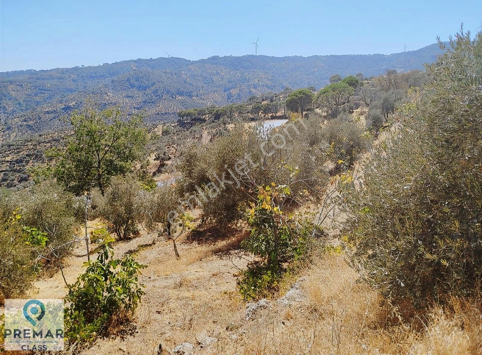 Koçarlı Çulhalar Da Anayola Sıfır Satılık İncir Bahçesi - Görsel 31