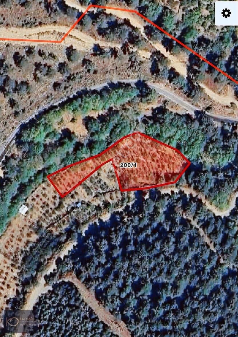 Bayındır Çınardibide Satılık Kiraz & Ceviz Bahçesi 2.477 M²