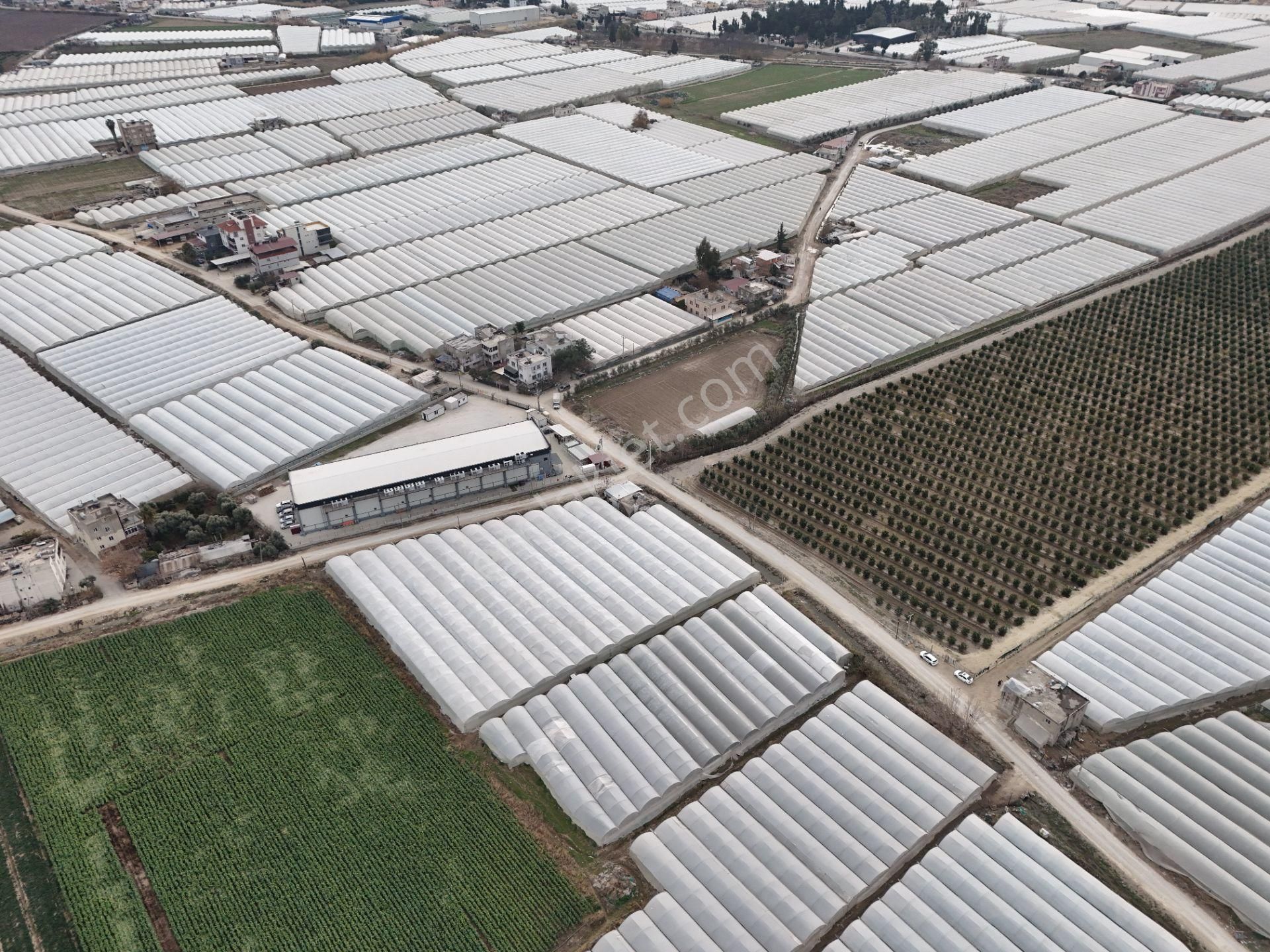 Mersin Akdeniz Kazanlı Mah. Satılık Sera Ve Arsası - Görsel 5