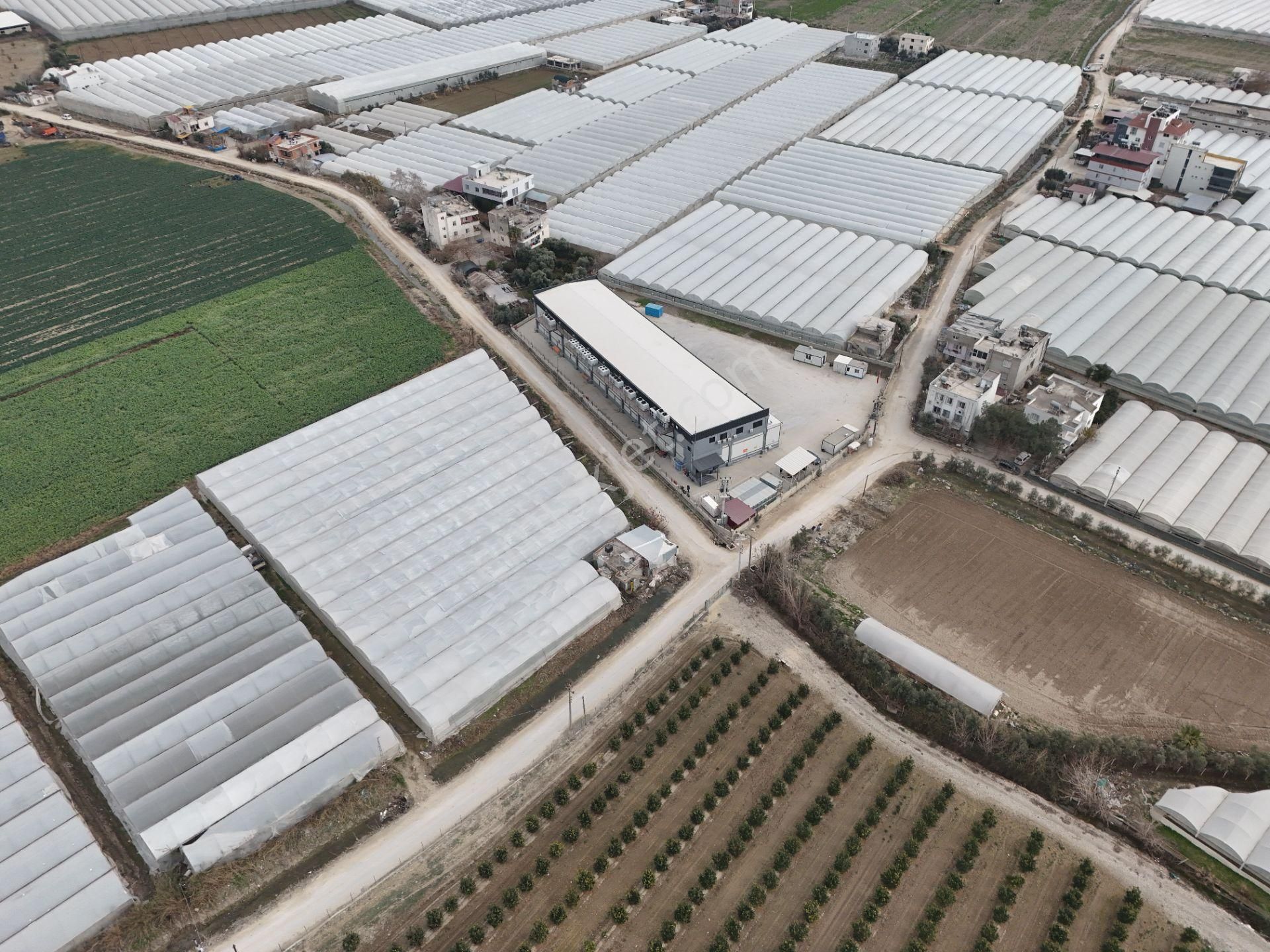 Mersin Akdeniz Kazanlı Mah. Satılık Sera Ve Arsası - Görsel 3