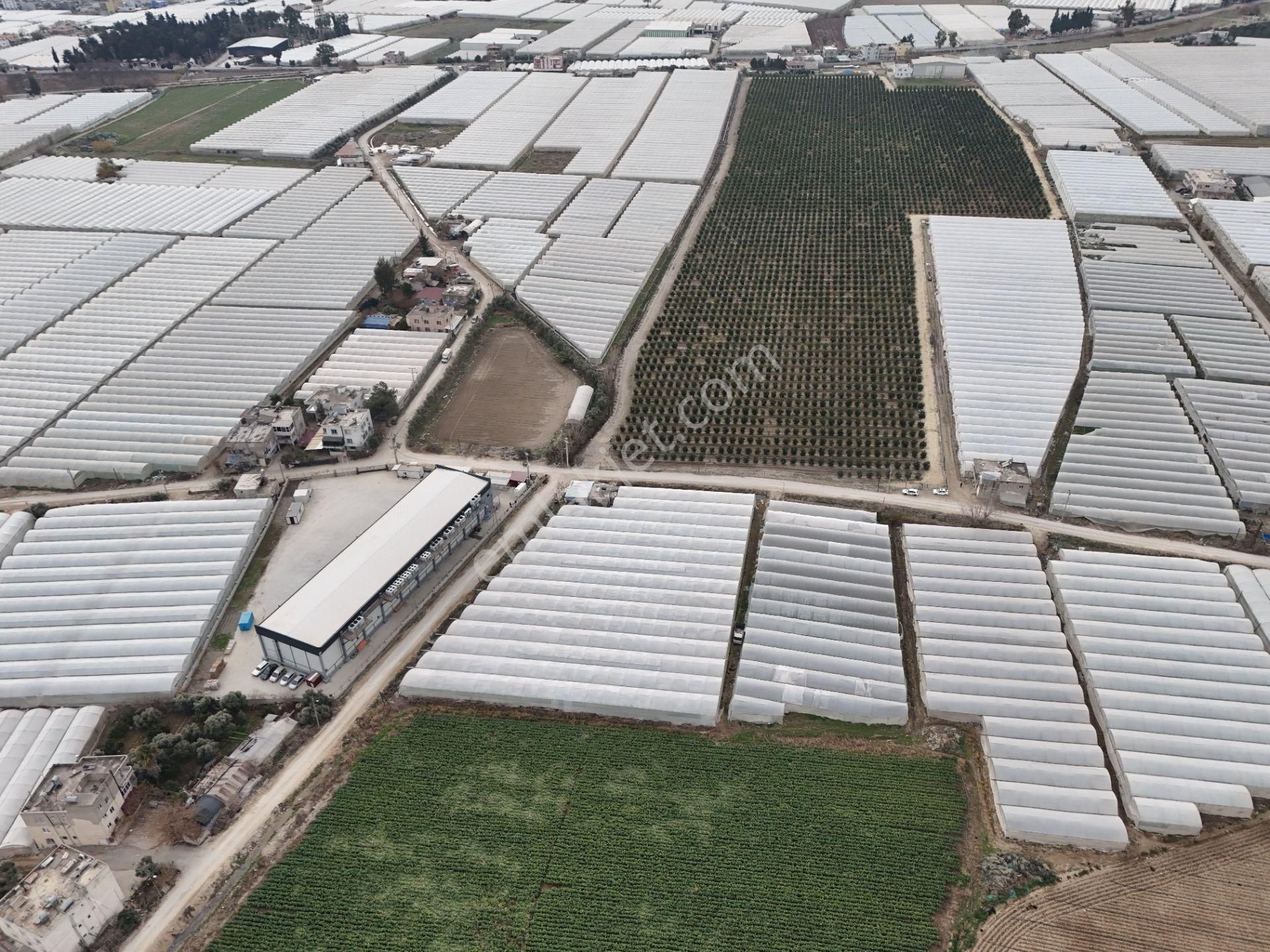 Mersin Akdeniz Kazanlı Mah. Satılık Sera Ve Arsası - Görsel 4