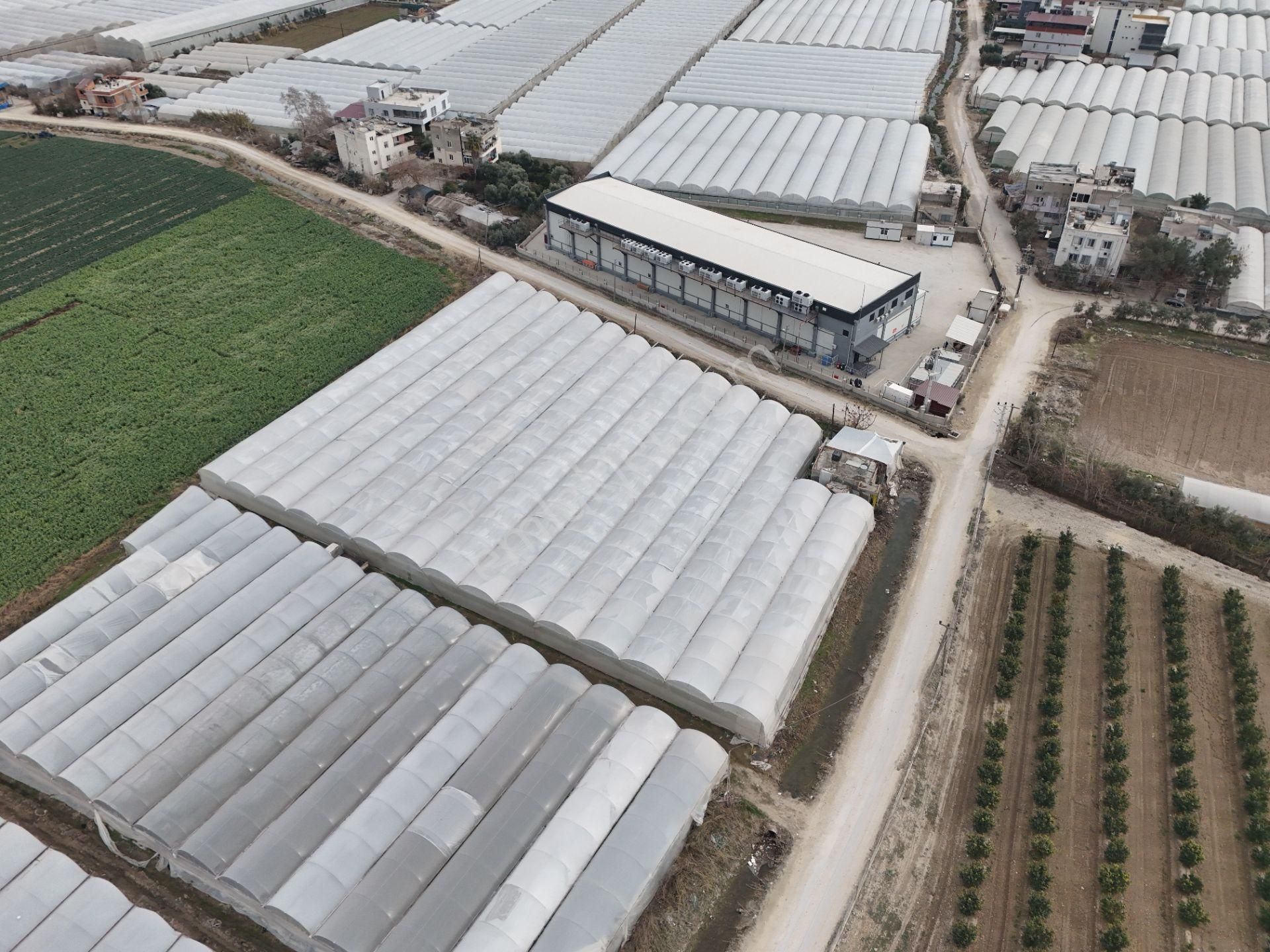 Mersin Akdeniz Kazanlı Mah. Satılık Sera Ve Arsası - Görsel 2