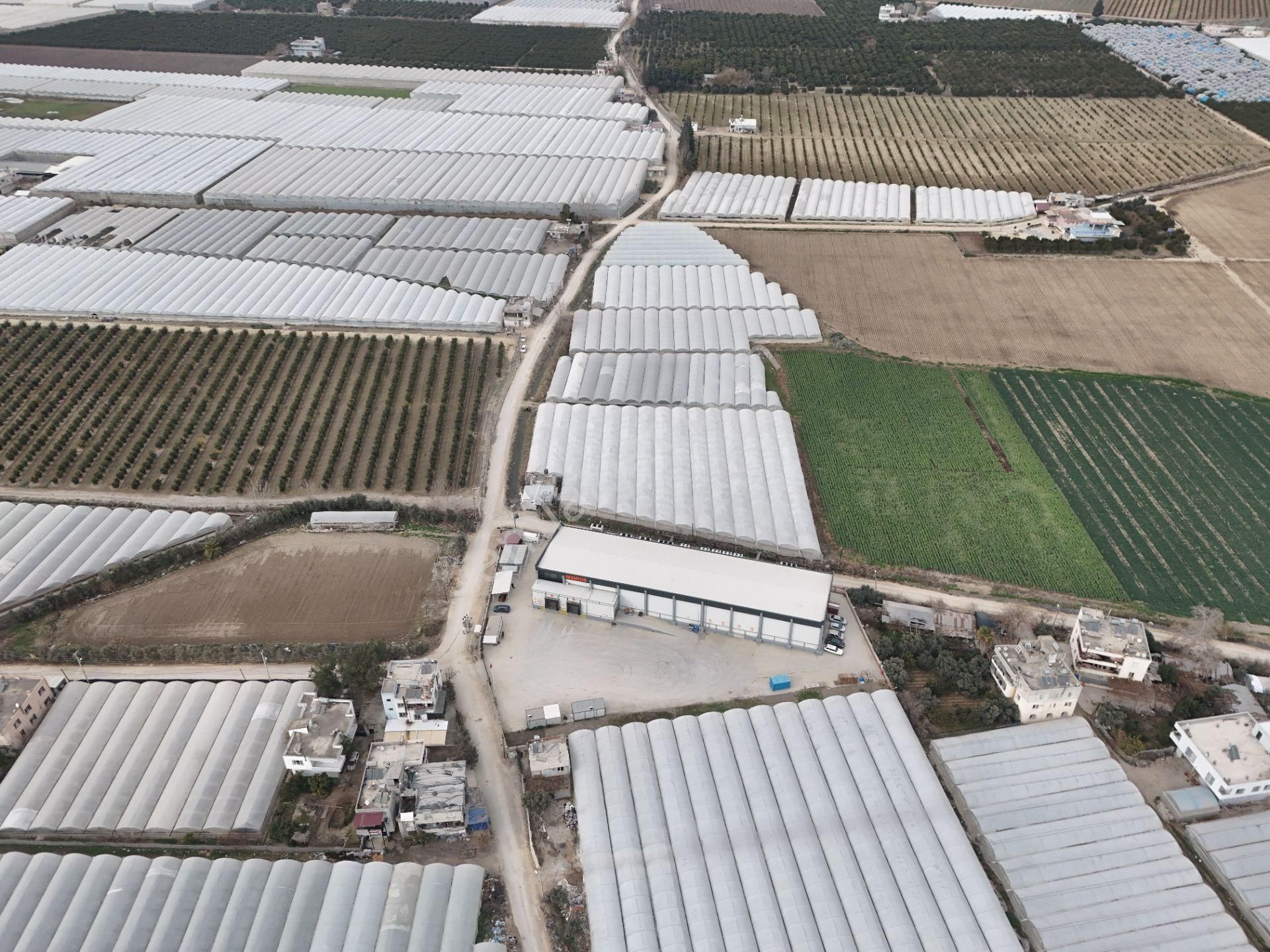 Mersin Akdeniz Kazanlı Mah. Satılık Sera Ve Arsası - Görsel 6