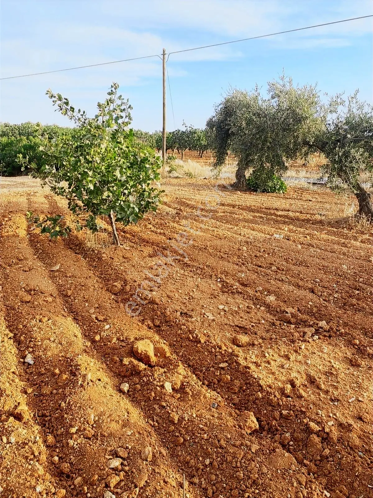 Gaziantep Nizip Yolunda Merkezi Konumda Fıstık Arsası