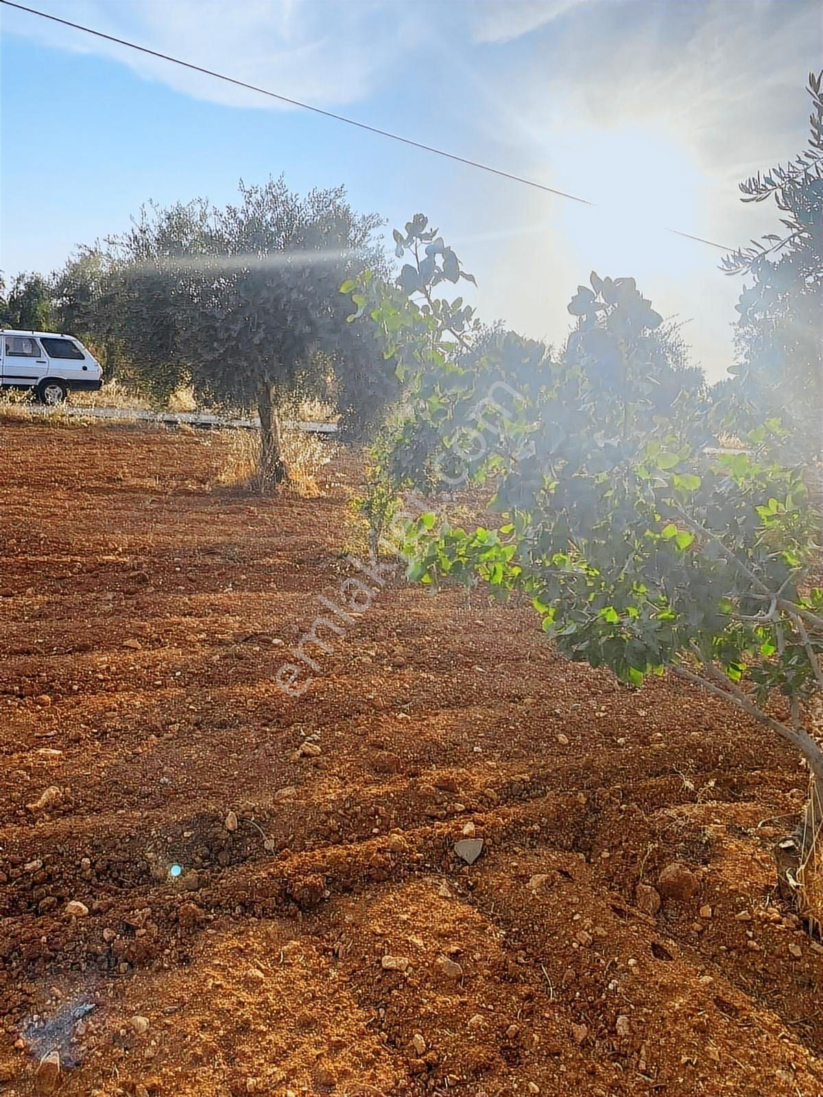 Gaziantep Nizip Yolunda Merkezi Konumda Fıstık Arsası - Görsel 9