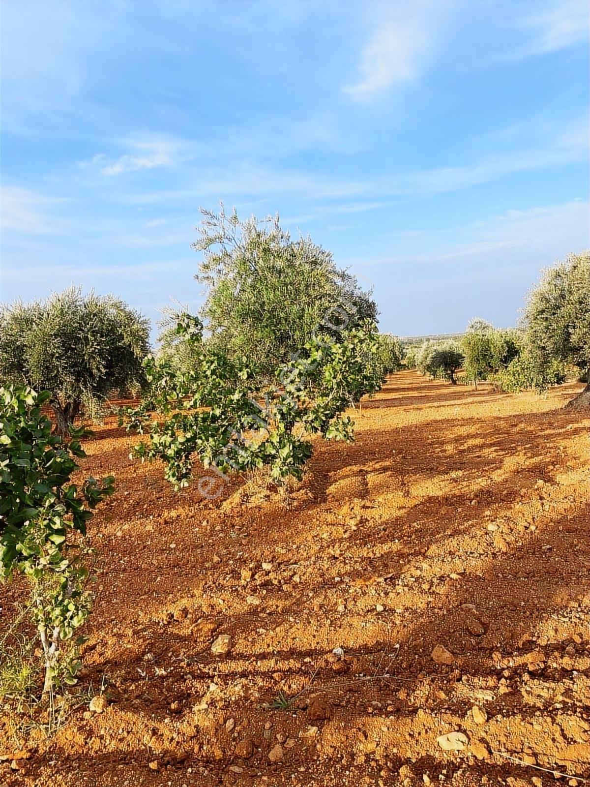 Gaziantep Nizip Yolunda Merkezi Konumda Fıstık Arsası - Görsel 2