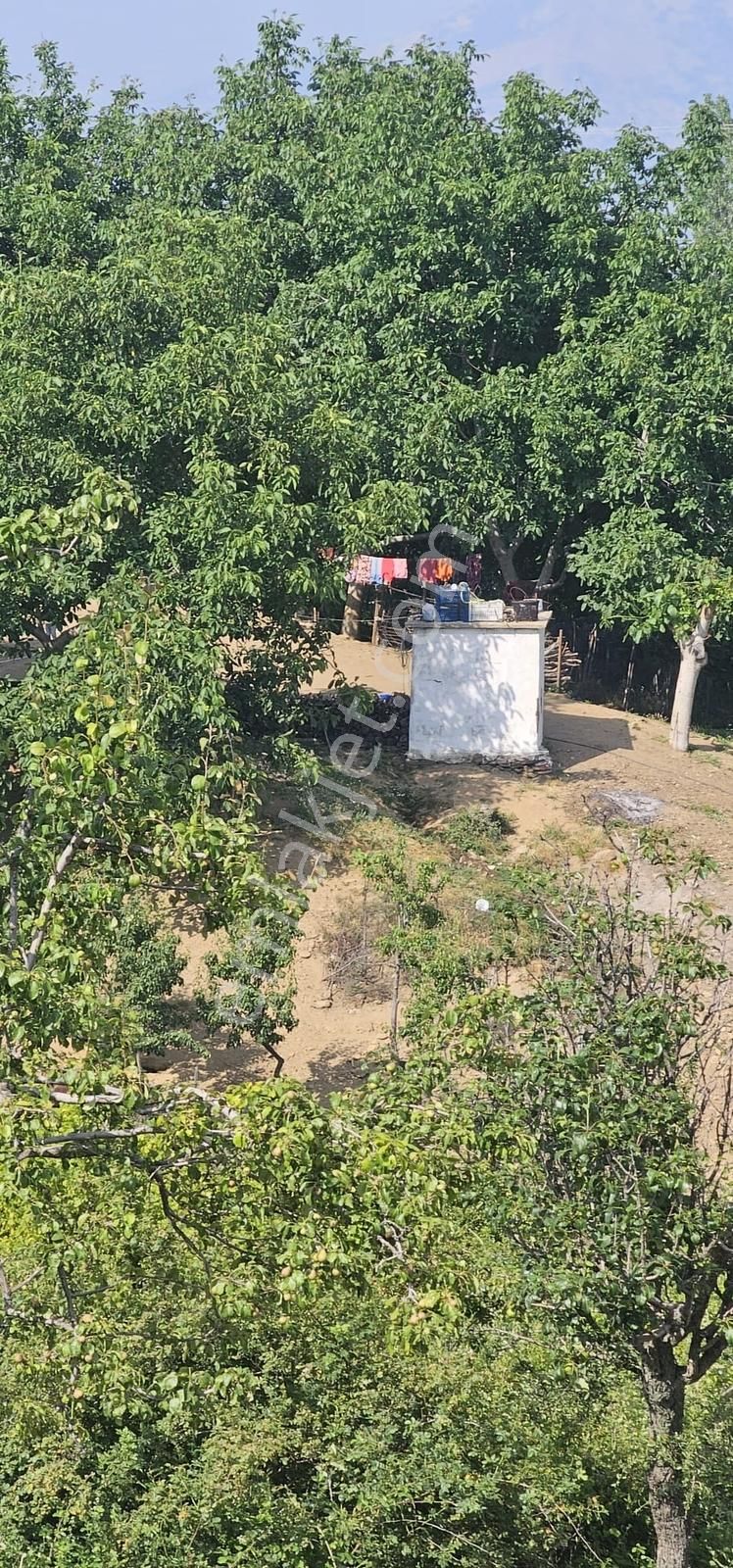 İzmir Tirede Satılık Meyve Bahçesi - Görsel 5