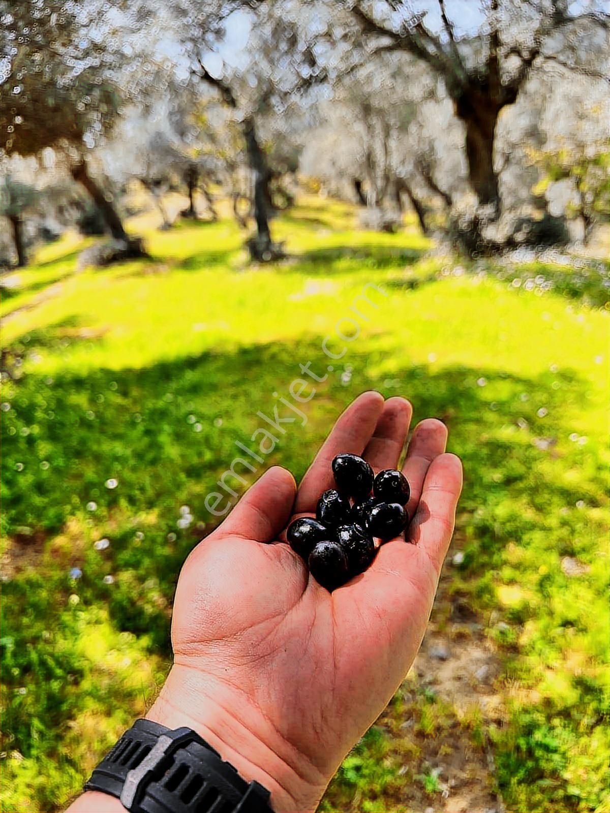 Bayındır Çamlıbel Satılık Kelepir 6 Dönüm Zeytinlik - Görsel 9