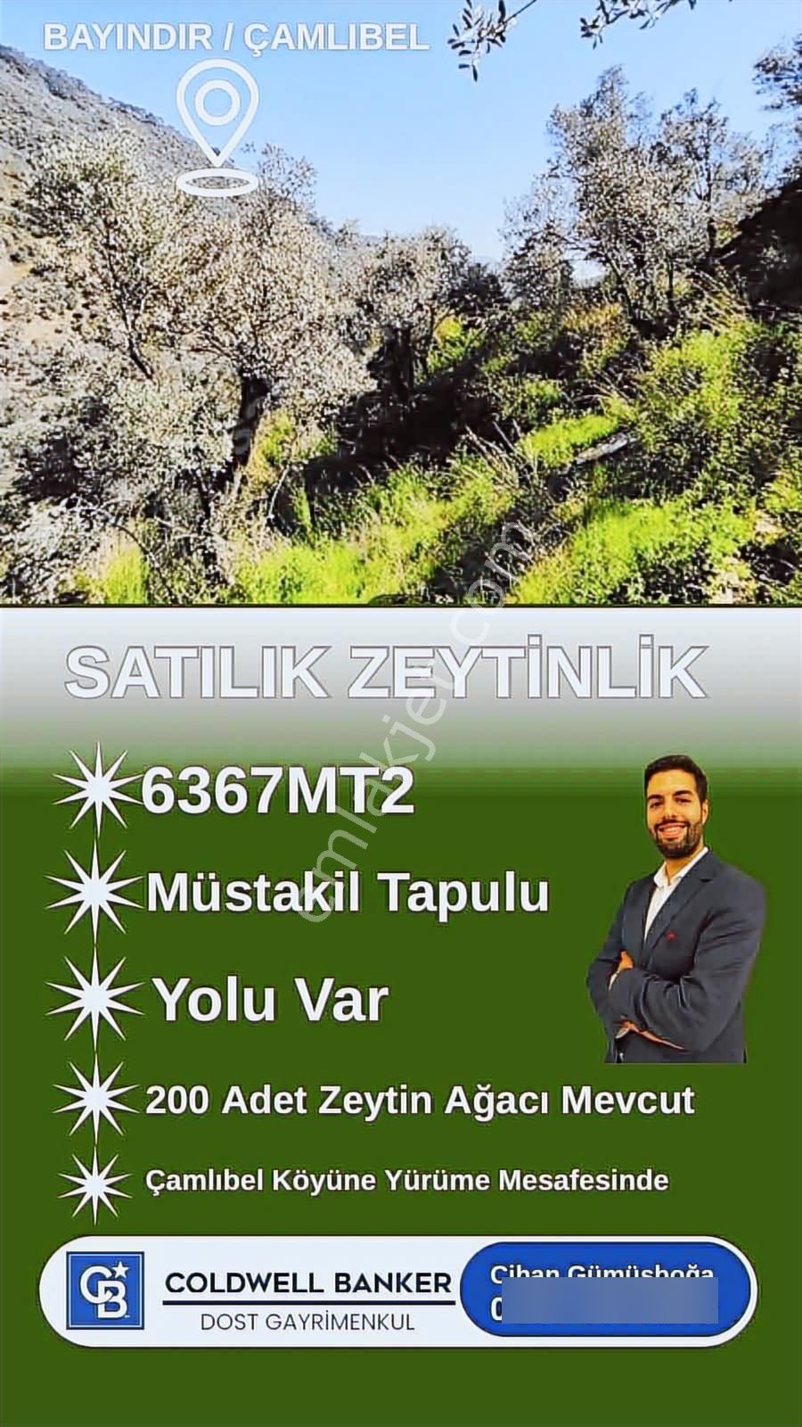 Bayındır Çamlıbel Satılık Kelepir 6 Dönüm Zeytinlik - Görsel 5