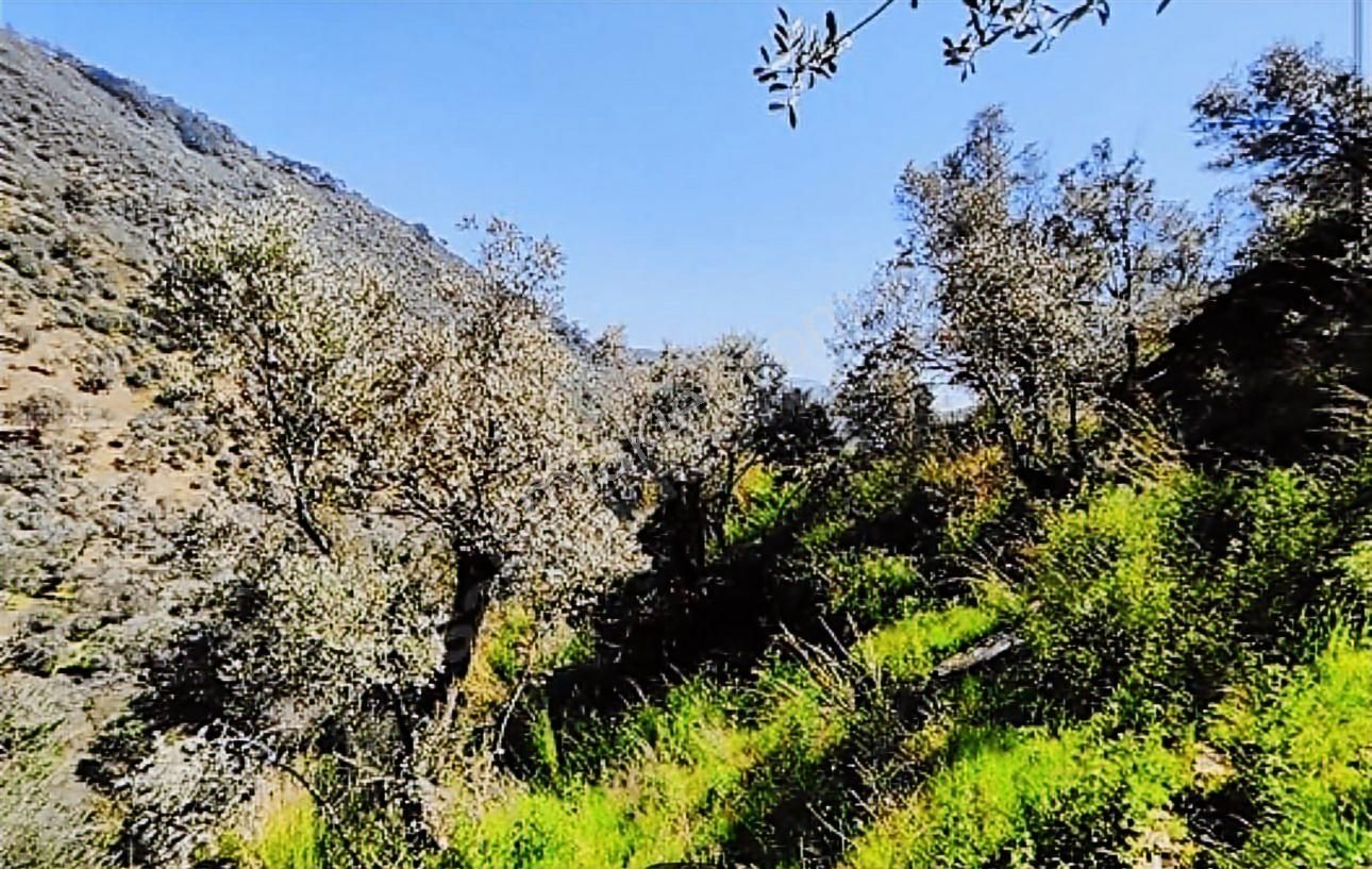Bayındır Çamlıbel Satılık Kelepir 6 Dönüm Zeytinlik