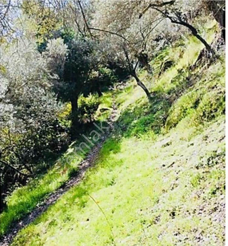 Bayındır Çamlıbel Satılık Kelepir 6 Dönüm Zeytinlik - Görsel 7