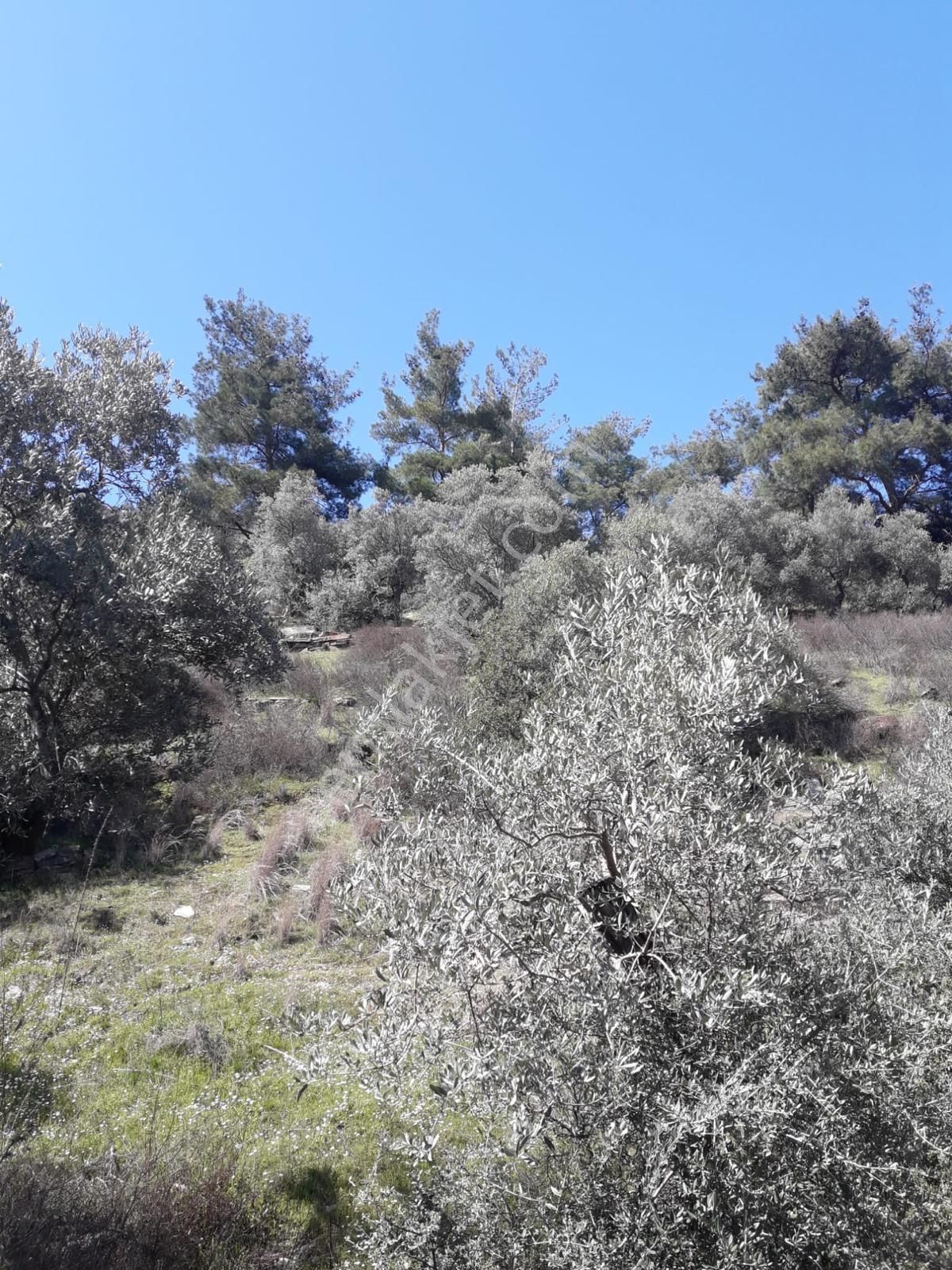 Bayındır Yakapınarda 5.234 M² Satılık Zeytinlik - Görsel 4