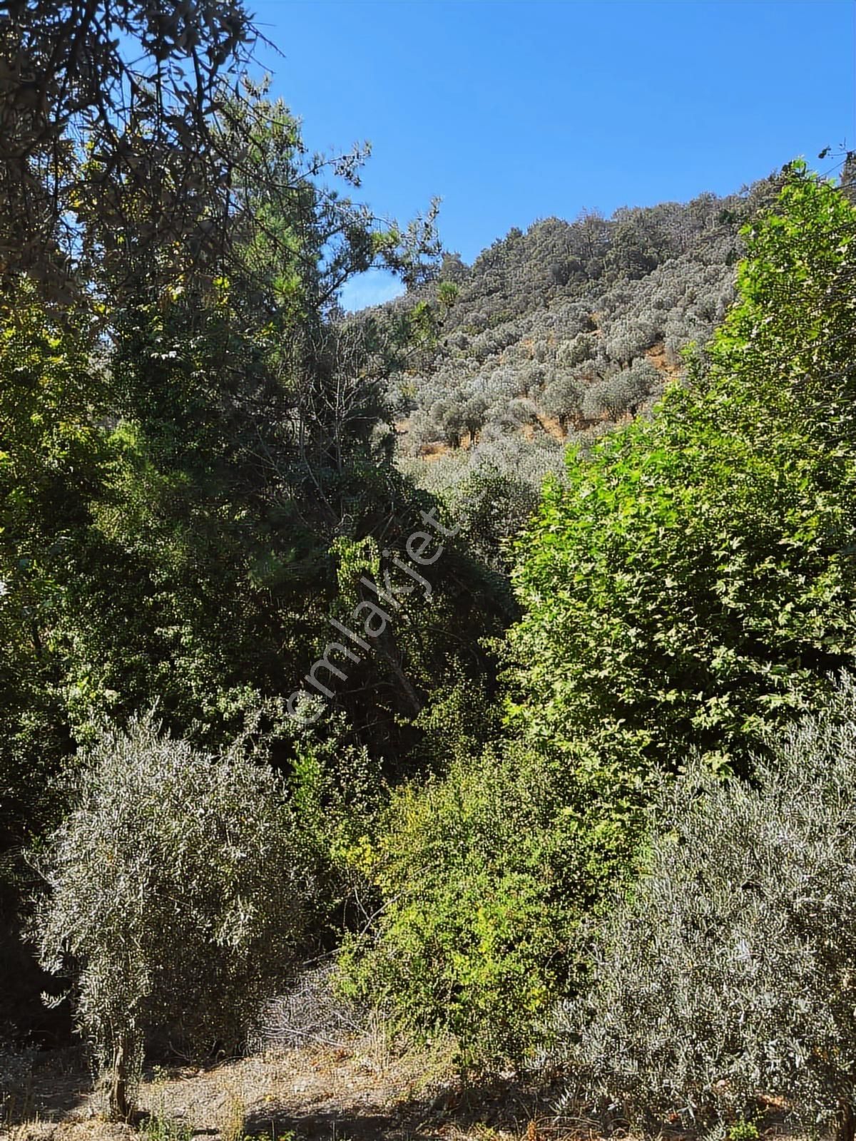 Bayındır Yakapınarda 5.234 M² Satılık Zeytinlik