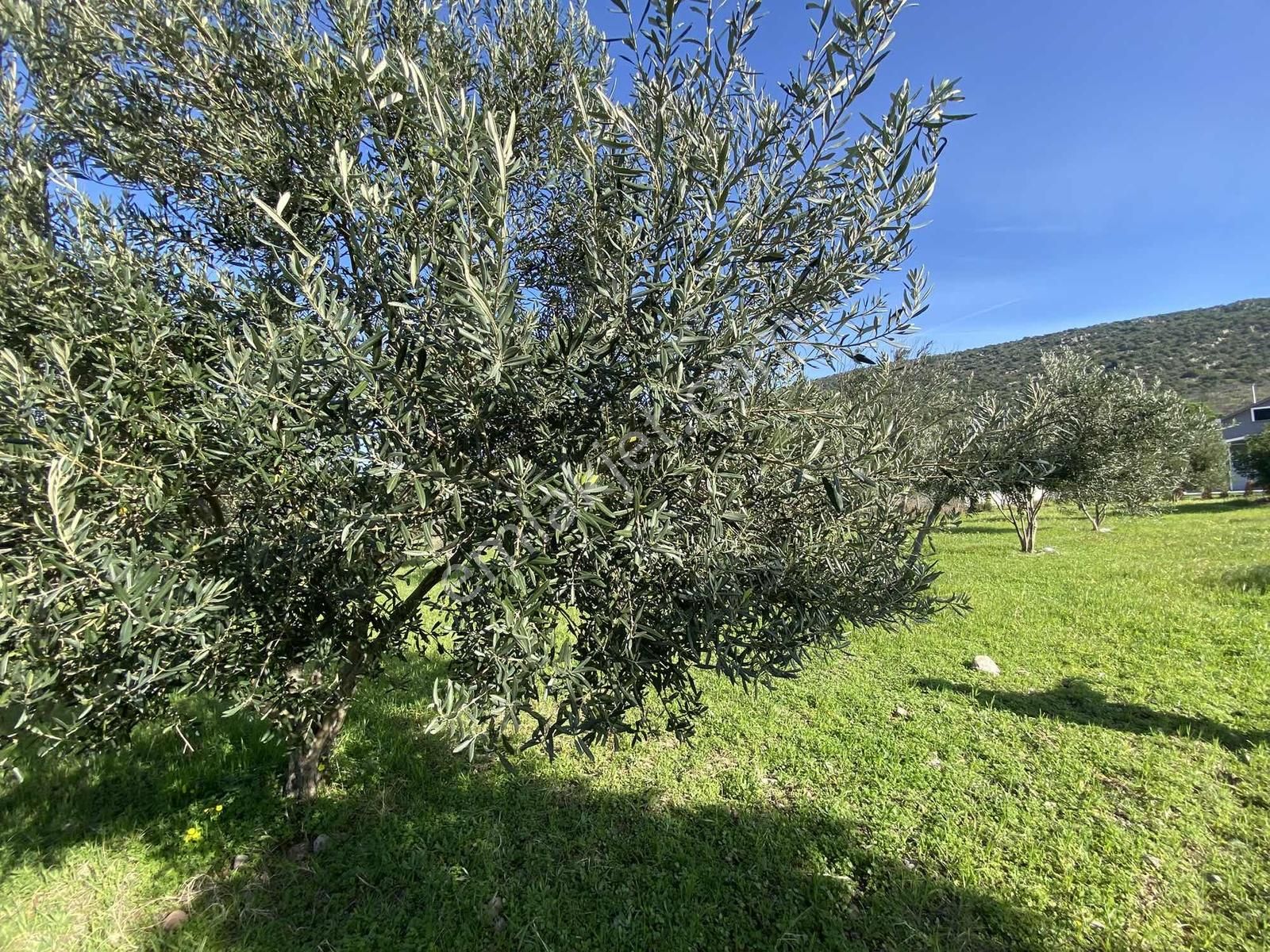 Urla Zeytineli Köyünde Denize 600m Mesafede Satılık Tarla - Görsel 2