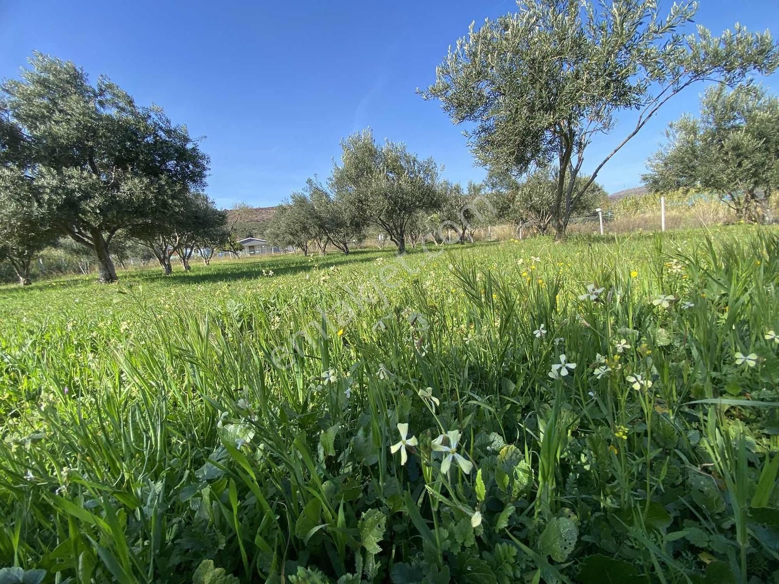 Urla Zeytineli Köyünde Denize 600m Mesafede Satılık Tarla - Görsel 18