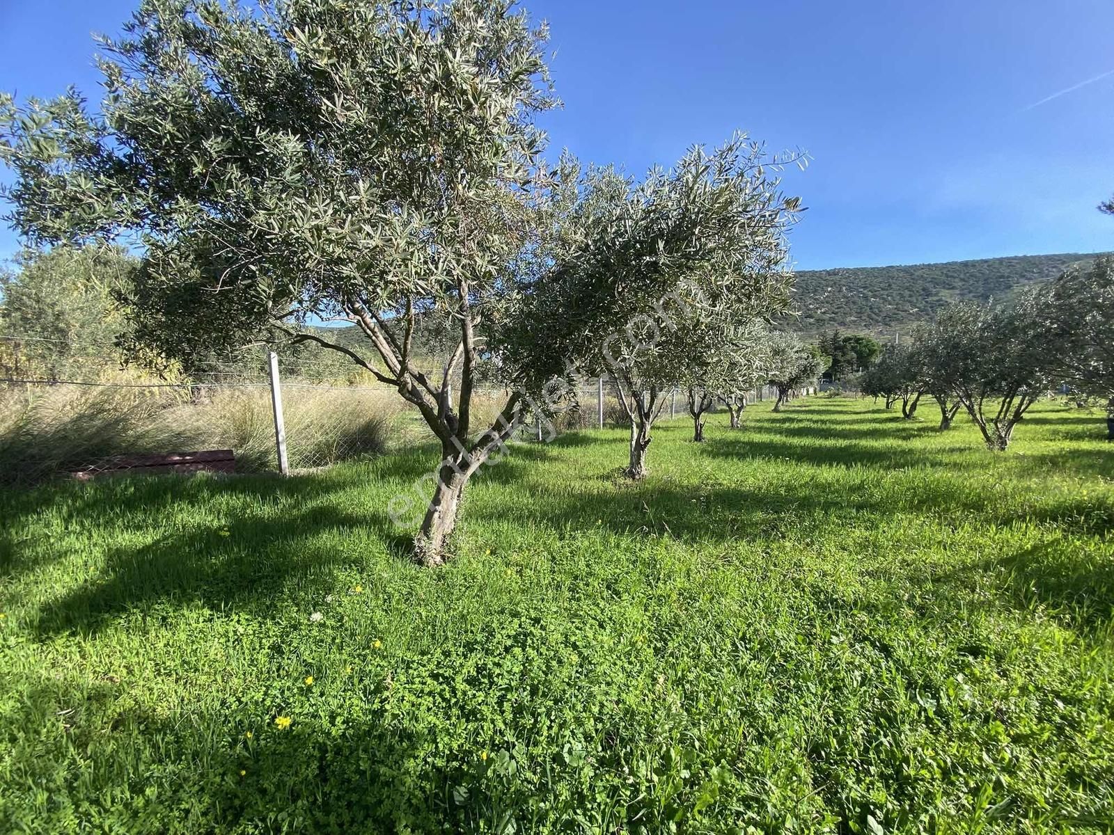 Urla Zeytineli Köyünde Denize 600m Mesafede Satılık Tarla - Görsel 4