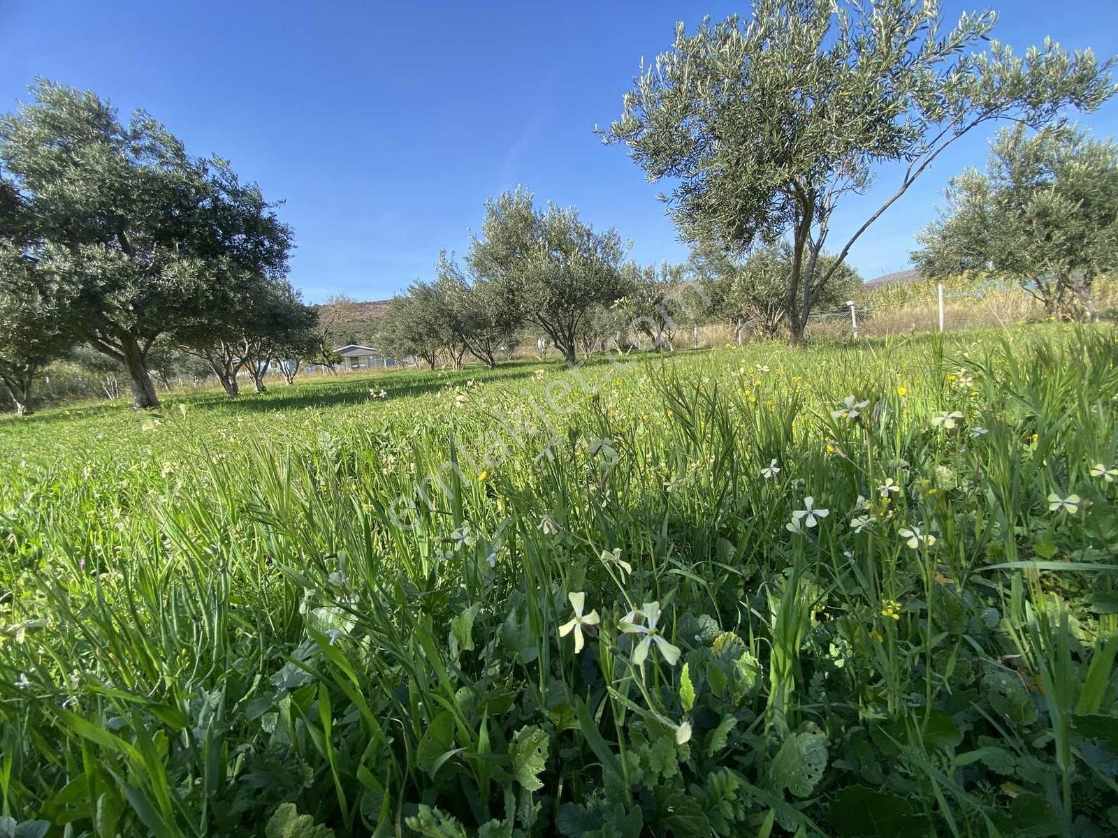 Urla Zeytineli Köyünde Denize 600m Mesafede Satılık Tarla - Görsel 17