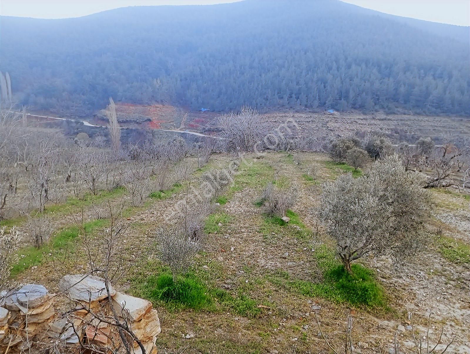 İzmir Bayındır Kızılkeçeli De 1300 M2 Satılık Zeytinlik