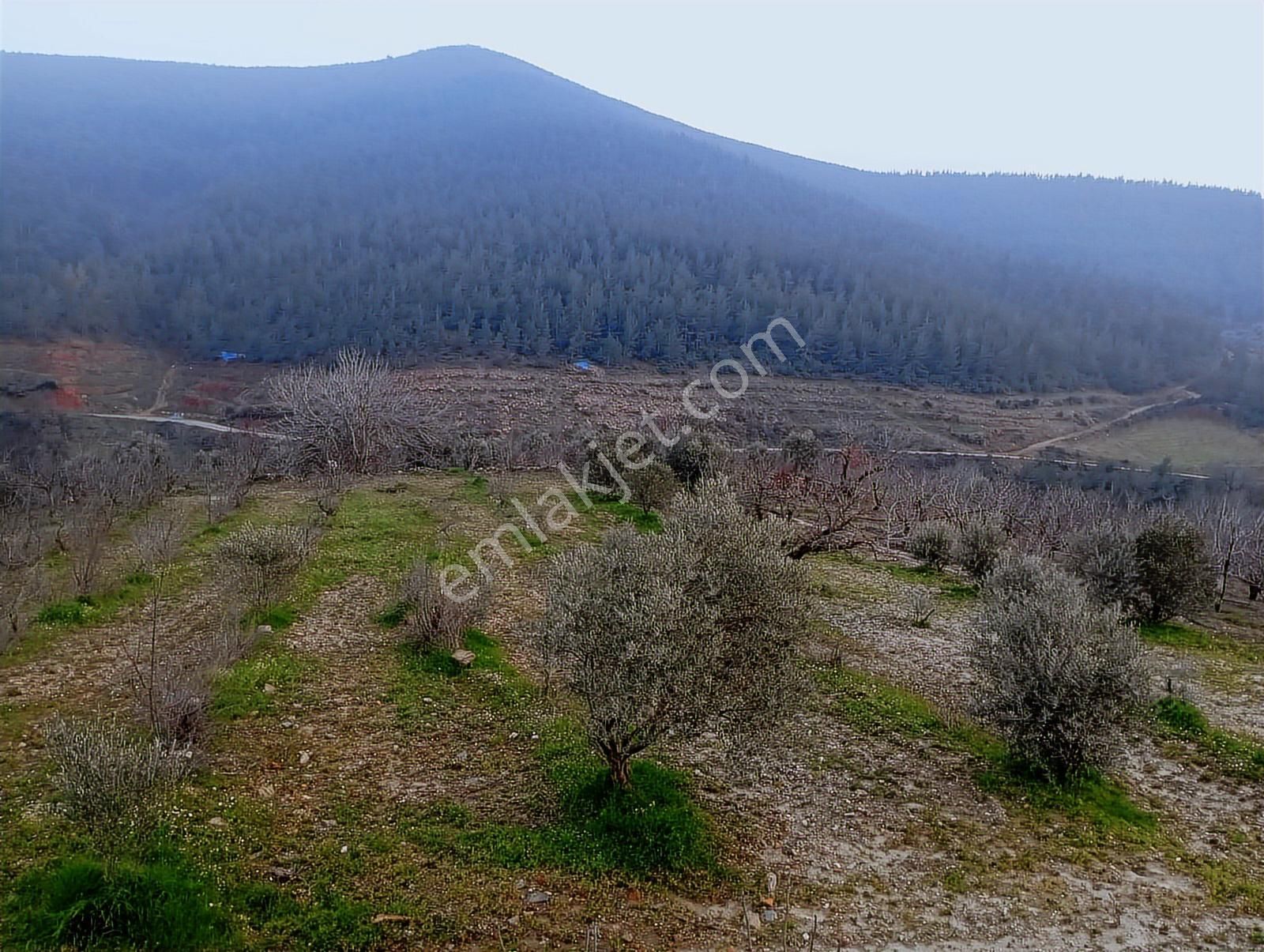 İzmir Bayındır Kızılkeçeli De 1300 M2 Satılık Zeytinlik - Görsel 4