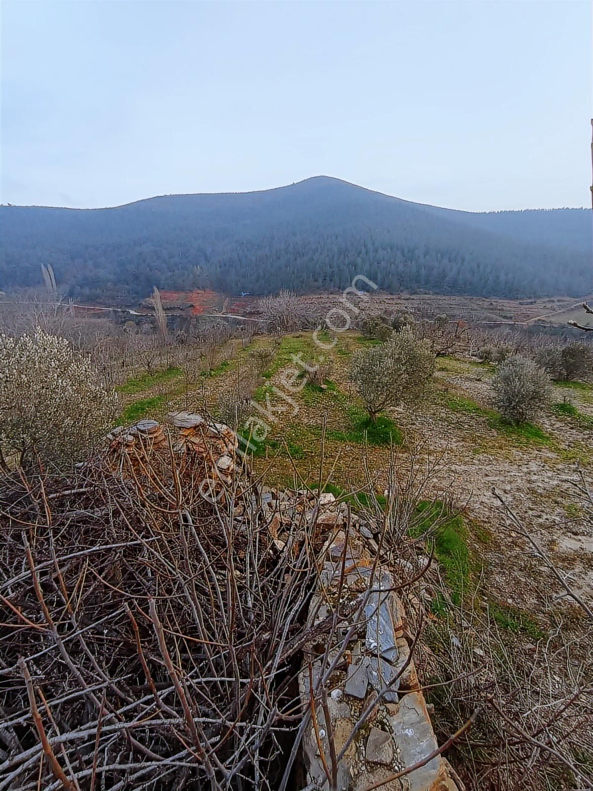 İzmir Bayındır Kızılkeçeli De 1300 M2 Satılık Zeytinlik - Görsel 3