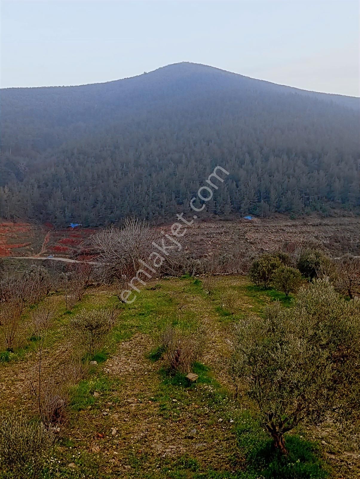 İzmir Bayındır Kızılkeçeli De 1300 M2 Satılık Zeytinlik - Görsel 2