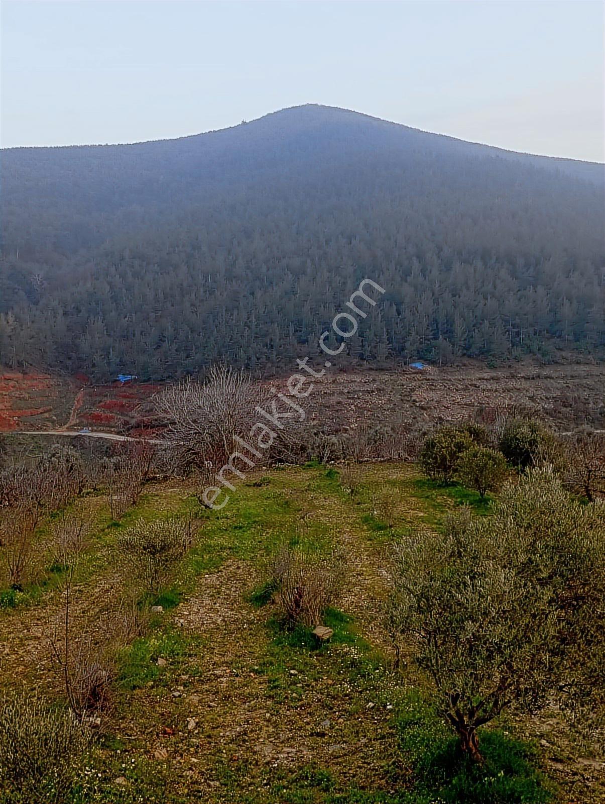 İzmir Bayındır Kızılkeçeli De 1300 M2 Satılık Zeytinlik - Görsel 5