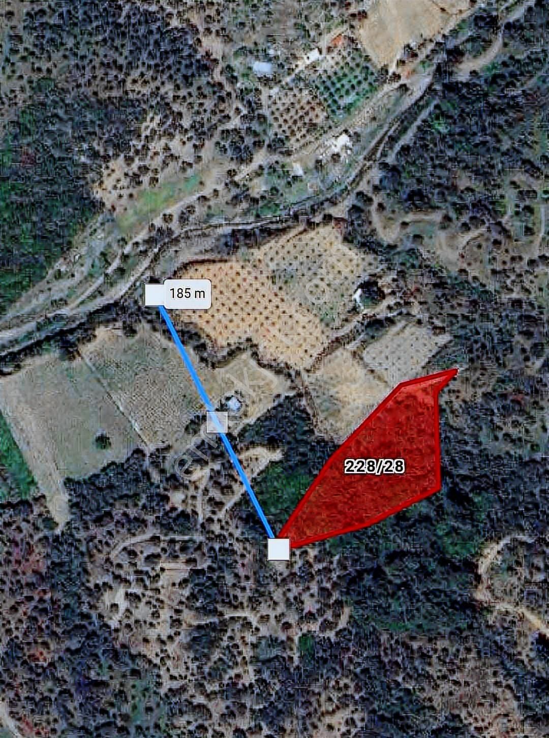 Seferihisar Beylerde Müstakil Tapulu 5802 M² Zeytinlik