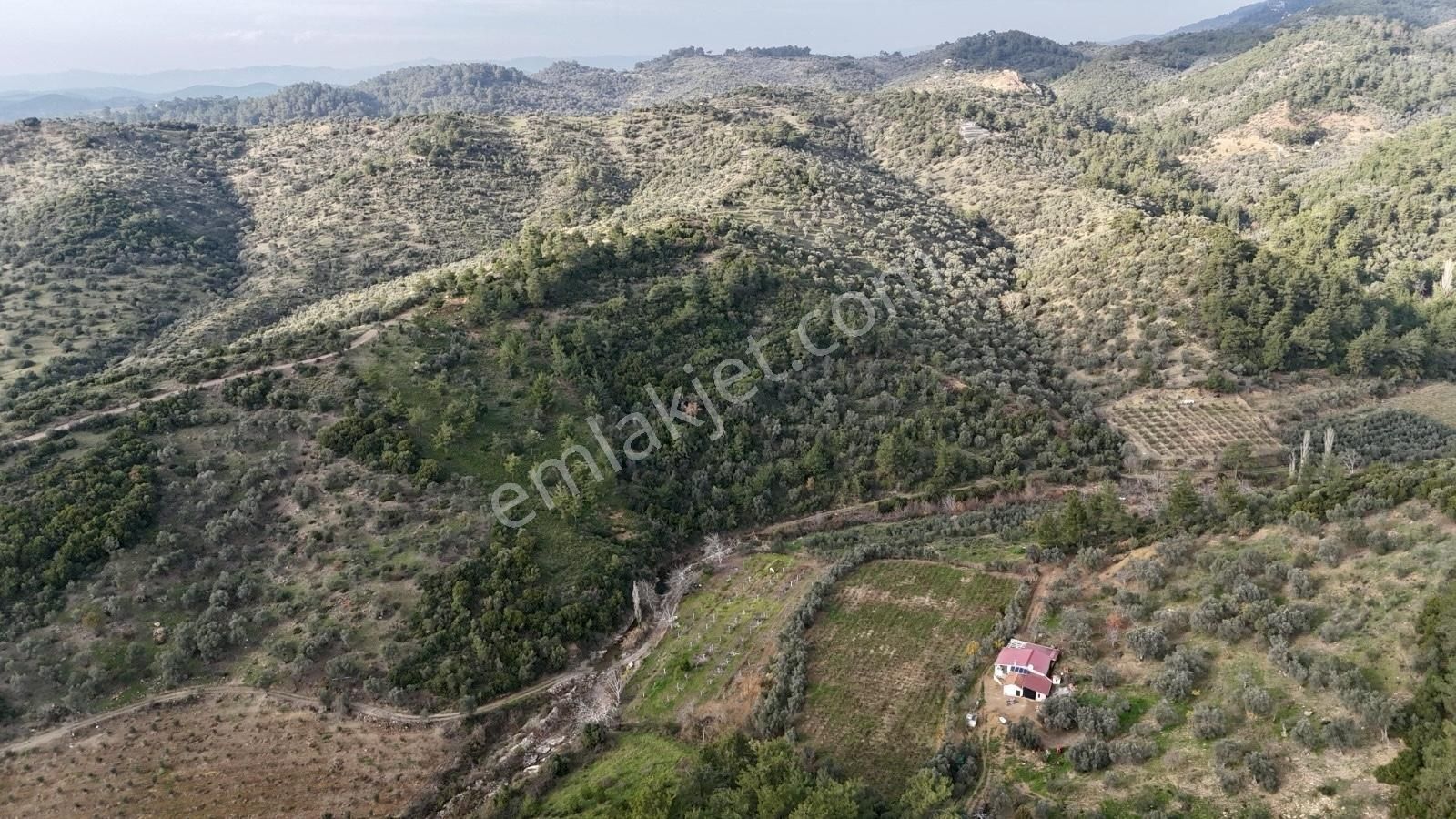 Seferihisar Beyler - Orhanlı Sınırında Müstakil Tapulu Zeytinlik - Görsel 5