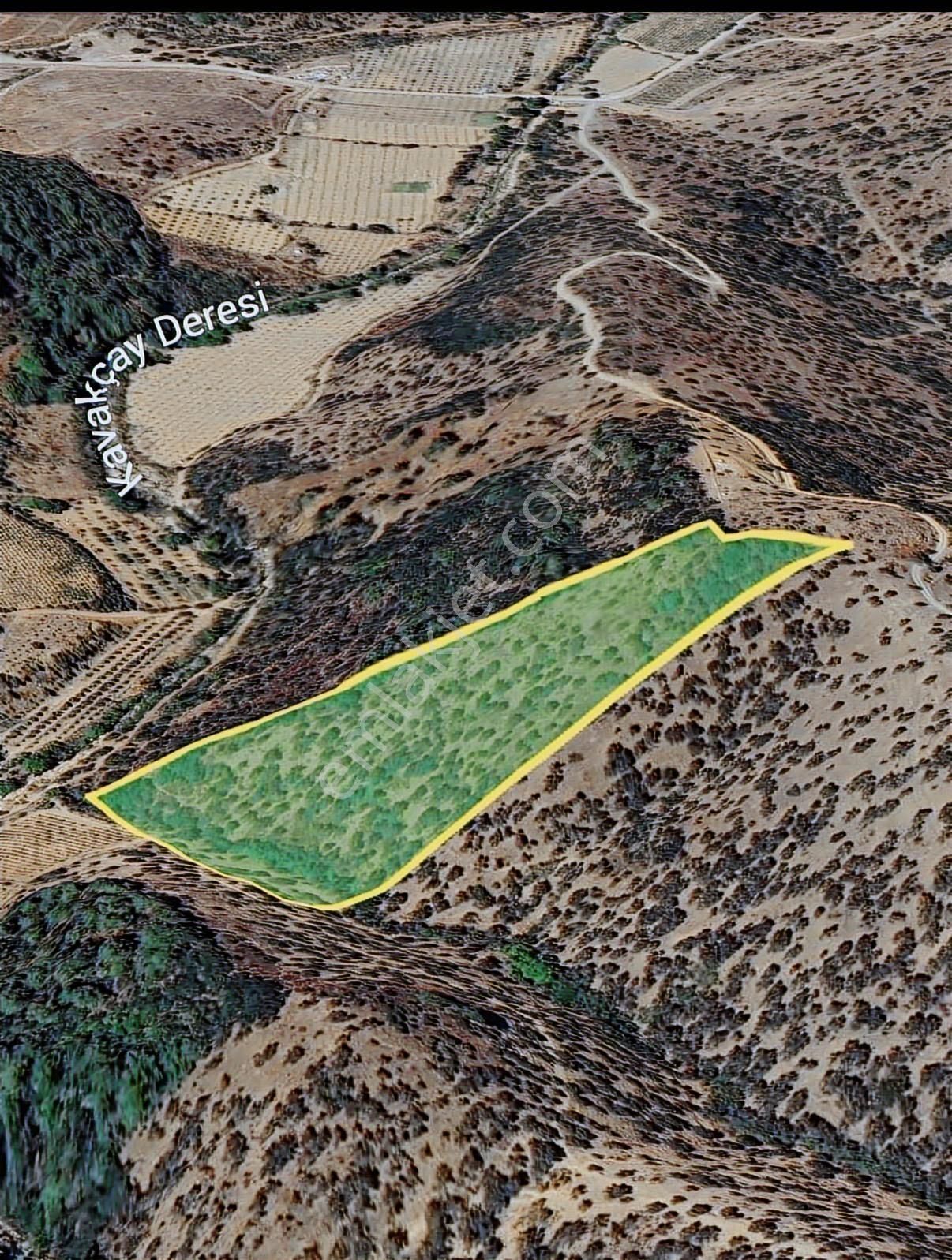 Seferihisar Beyler - Orhanlı Sınırında Müstakil Tapulu Zeytinlik - Görsel 3