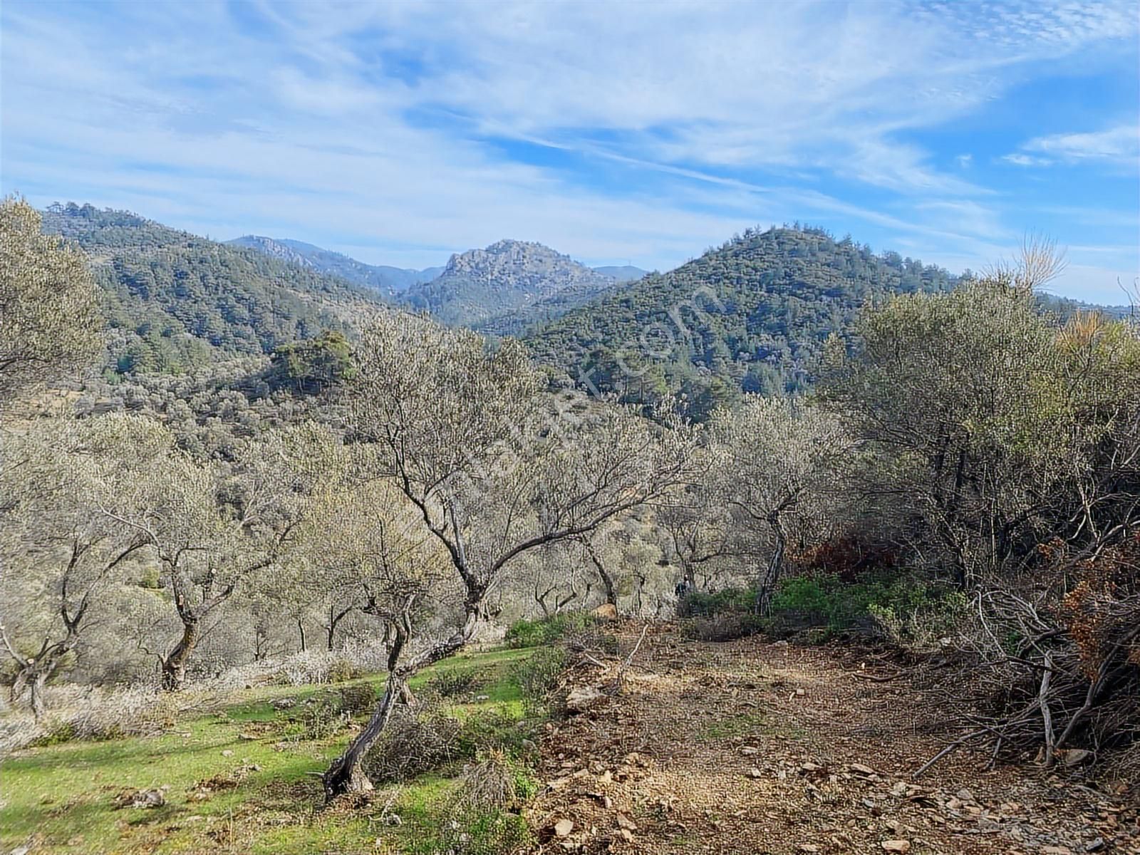 Seferihisar Beyler - Orhanlı Sınırında Müstakil Tapulu Zeytinlik - Görsel 4
