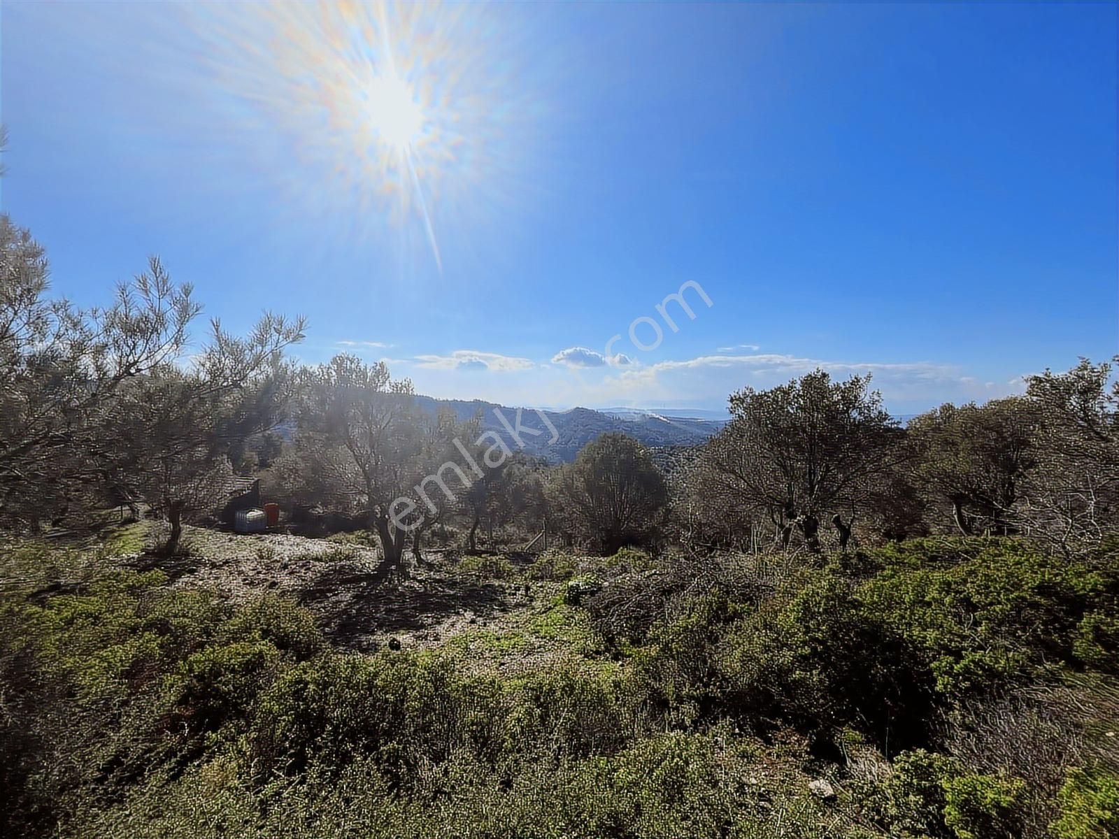 Seferihisar Gölcük Satılık 7 Dönüm Yatırımlık Bedava Zeytinlik - Görsel 18