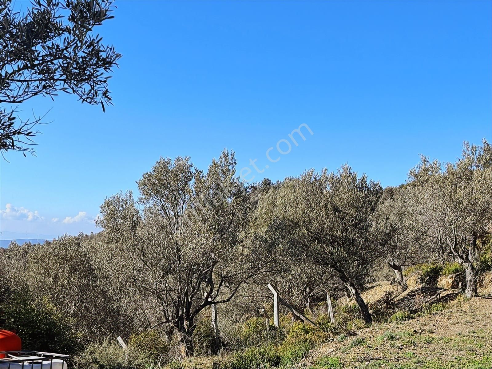 Seferihisar Gölcük Satılık 7 Dönüm Yatırımlık Bedava Zeytinlik