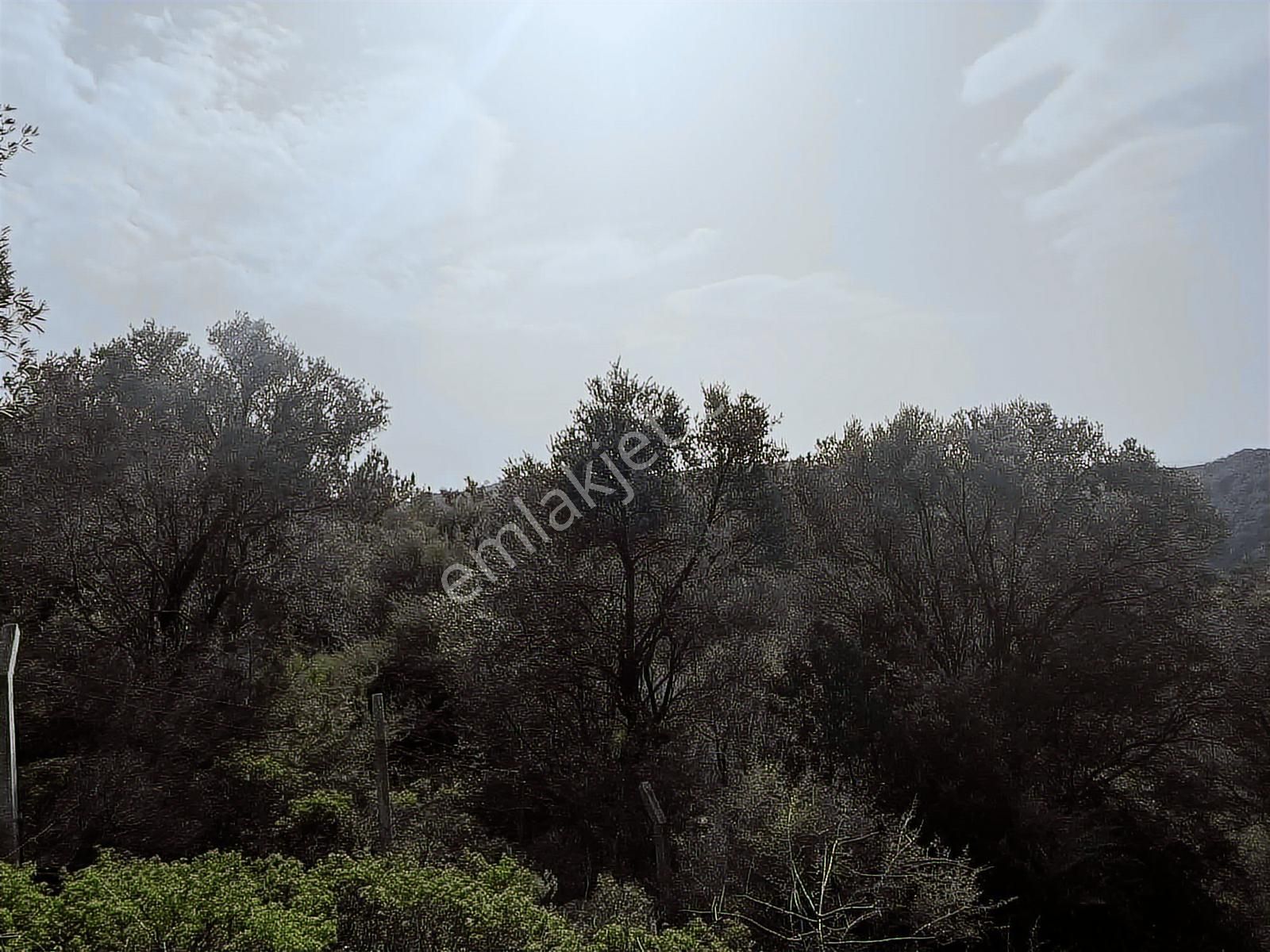 Seferihisar Gölcük Satılık 7 Dönüm Yatırımlık Bedava Zeytinlik - Görsel 26