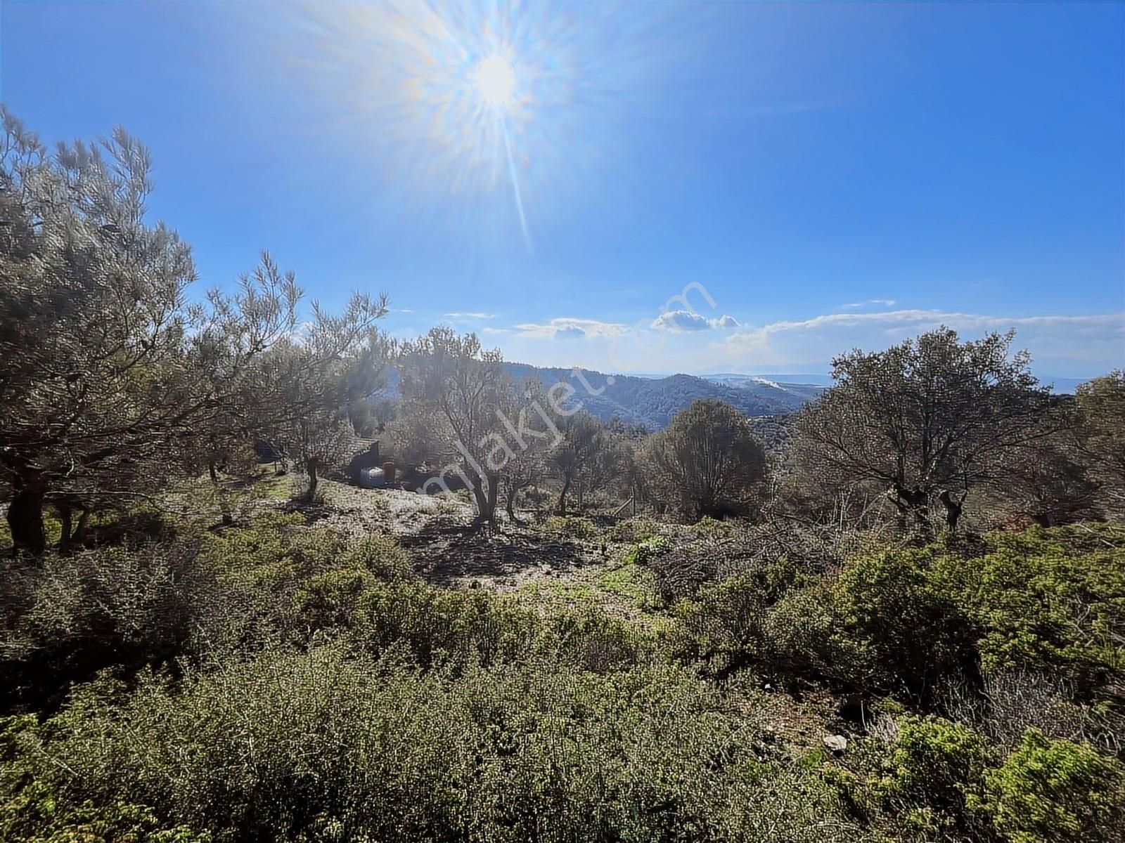Seferihisar Gölcük Satılık 7 Dönüm Yatırımlık Bedava Zeytinlik - Görsel 19