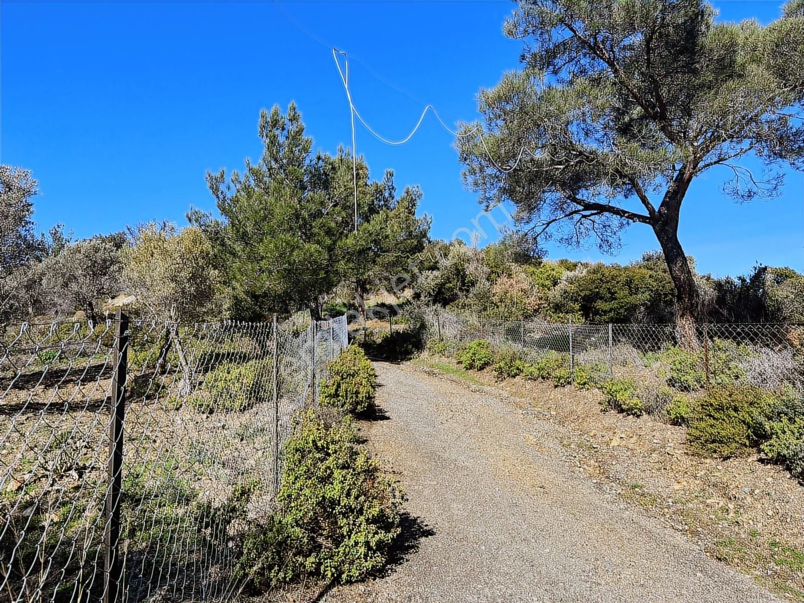 Seferihisar Gölcük Satılık 7 Dönüm Yatırımlık Bedava Zeytinlik - Görsel 20