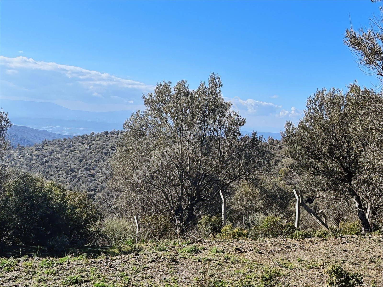 Seferihisar Gölcük Satılık 7 Dönüm Yatırımlık Bedava Zeytinlik - Görsel 5
