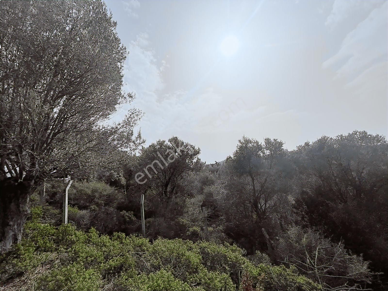 Seferihisar Gölcük Satılık 7 Dönüm Yatırımlık Bedava Zeytinlik - Görsel 2