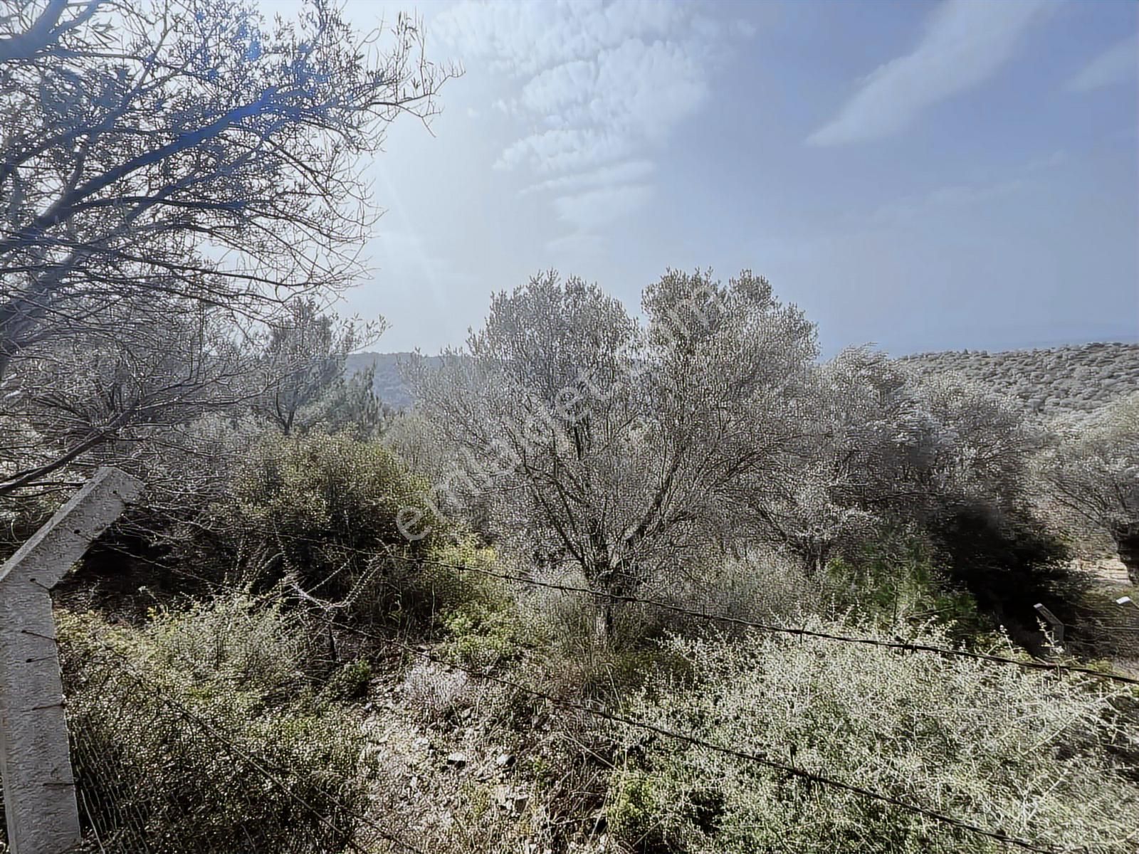 Seferihisar Gölcük Satılık 7 Dönüm Yatırımlık Bedava Zeytinlik - Görsel 17