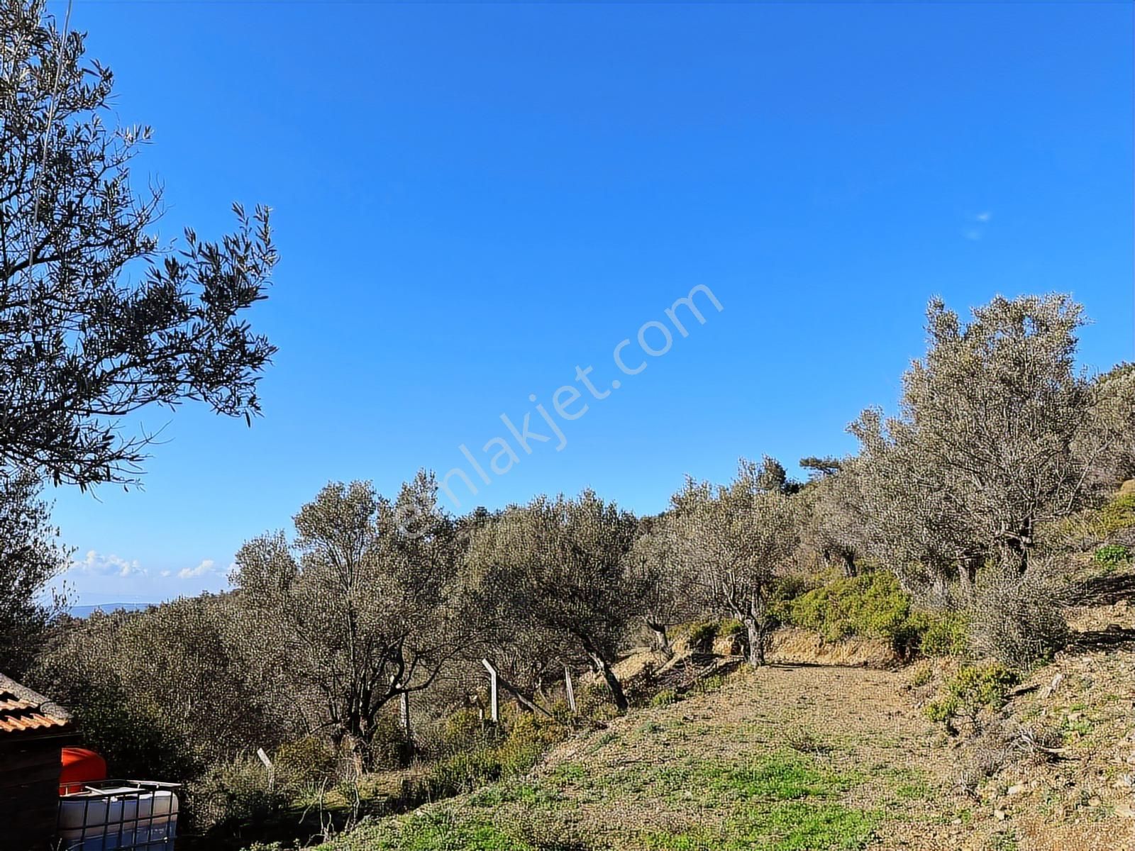 Seferihisar Gölcük Satılık 7 Dönüm Yatırımlık Bedava Zeytinlik - Görsel 3