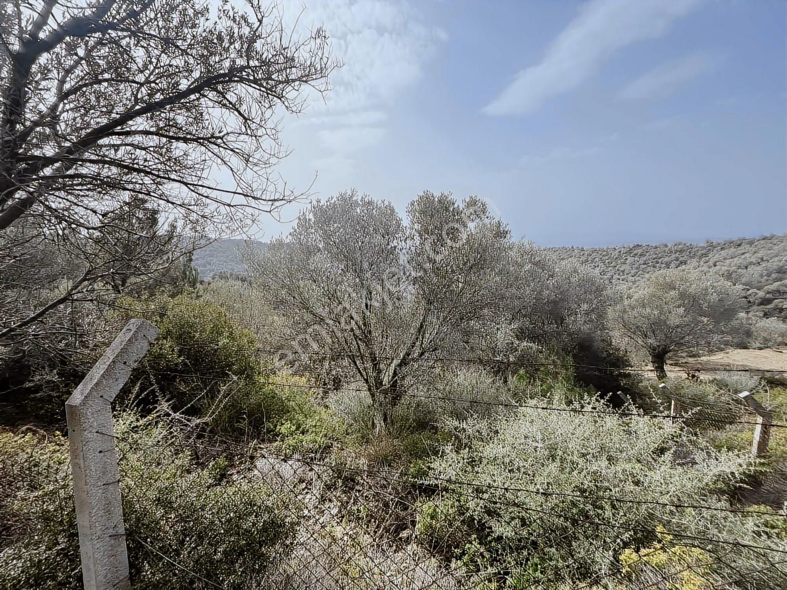 Seferihisar Gölcük Satılık 7 Dönüm Yatırımlık Bedava Zeytinlik - Görsel 4