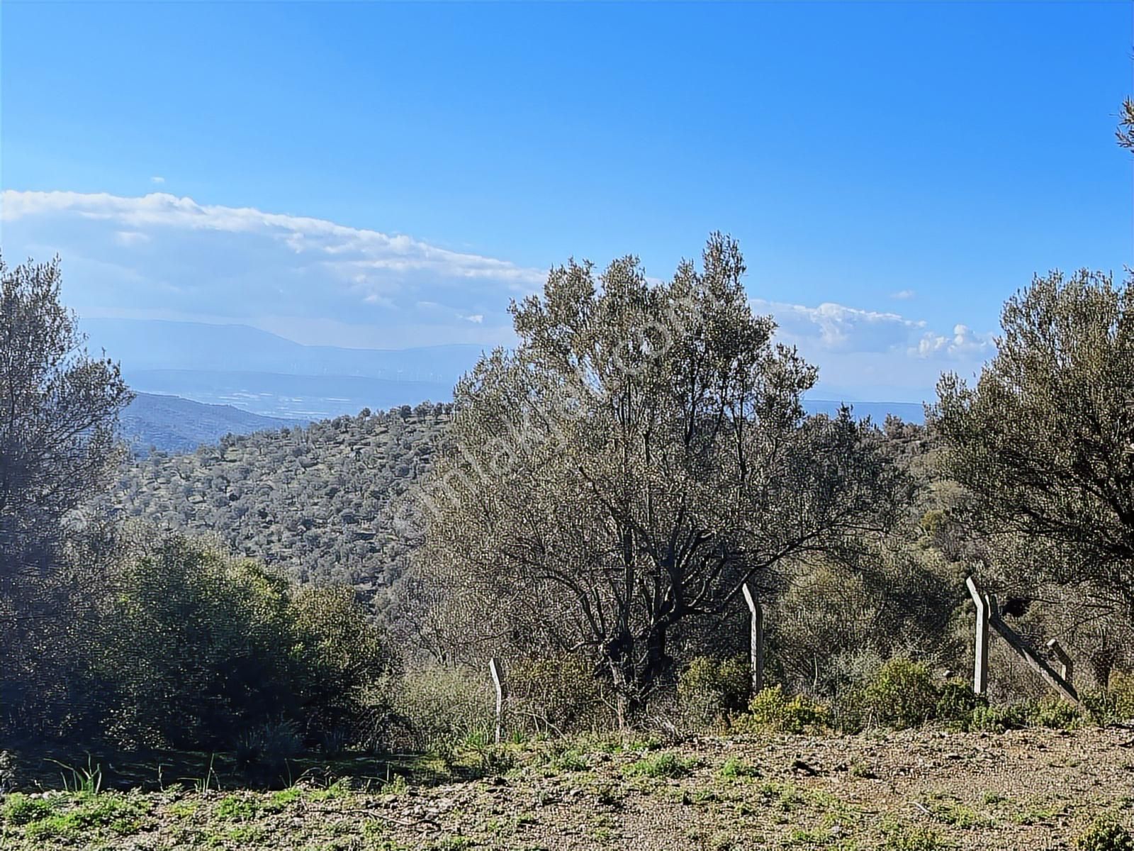 Seferihisar Gölcük Satılık 7 Dönüm Yatırımlık Bedava Zeytinlik - Görsel 8