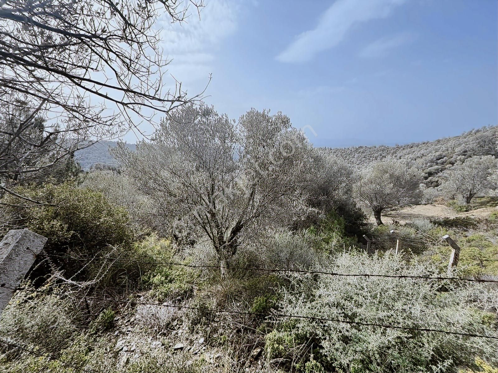 Seferihisar Gölcük Satılık 7 Dönüm Yatırımlık Bedava Zeytinlik - Görsel 28