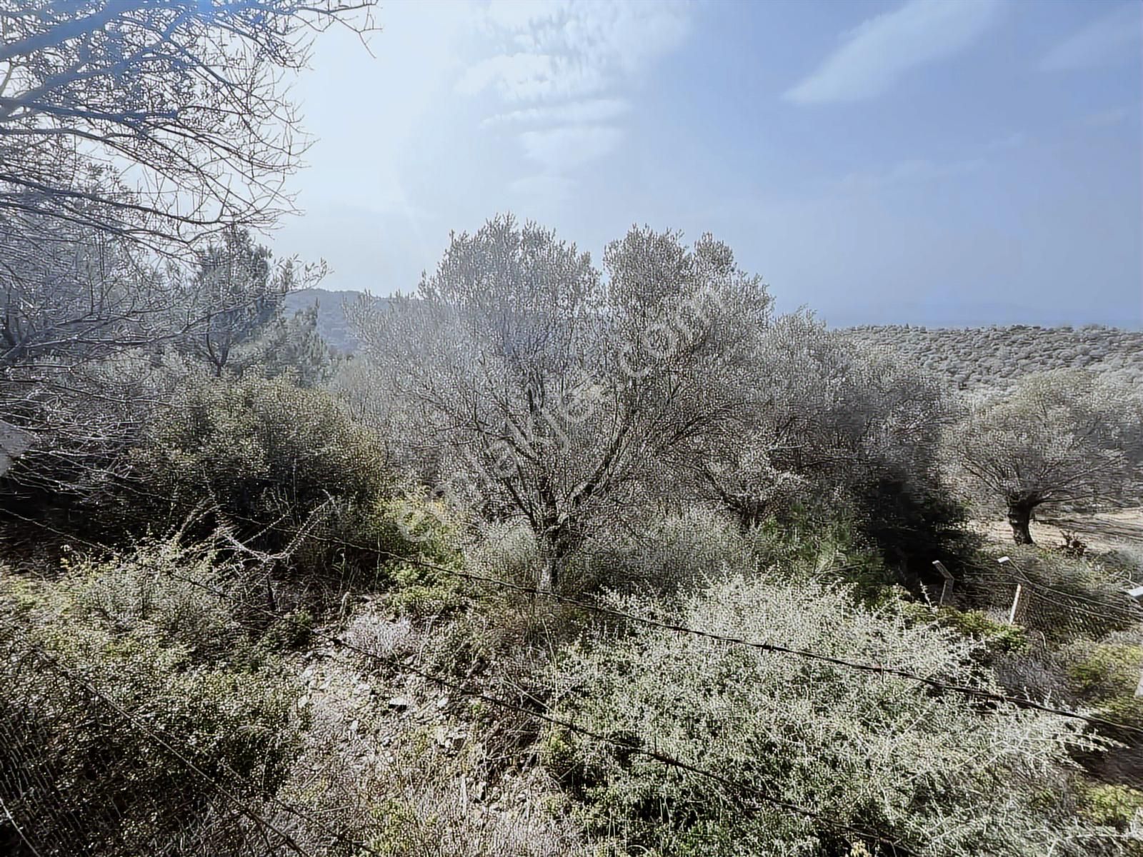 Seferihisar Gölcük Satılık 7 Dönüm Yatırımlık Bedava Zeytinlik - Görsel 25