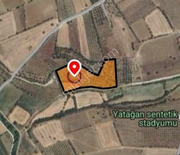 Yatağan'da İmara Yakın 12 Dönüm Tarla Yol Su Elk 250 Meyve Ağacı - Görsel 4