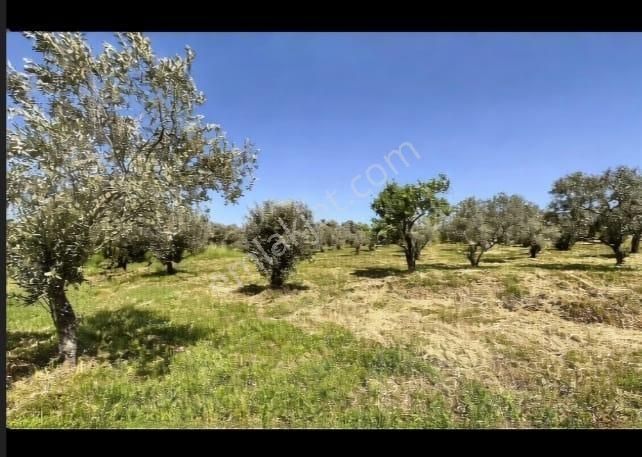 Yatağan'da İmara Yakın 12 Dönüm Tarla Yol Su Elk 250 Meyve Ağacı
